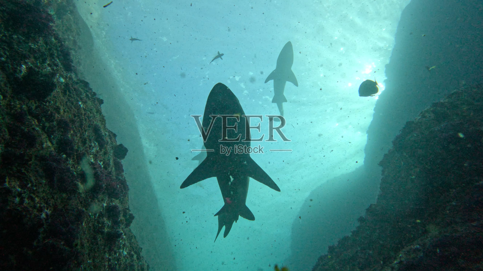 浮动照片摄影图片