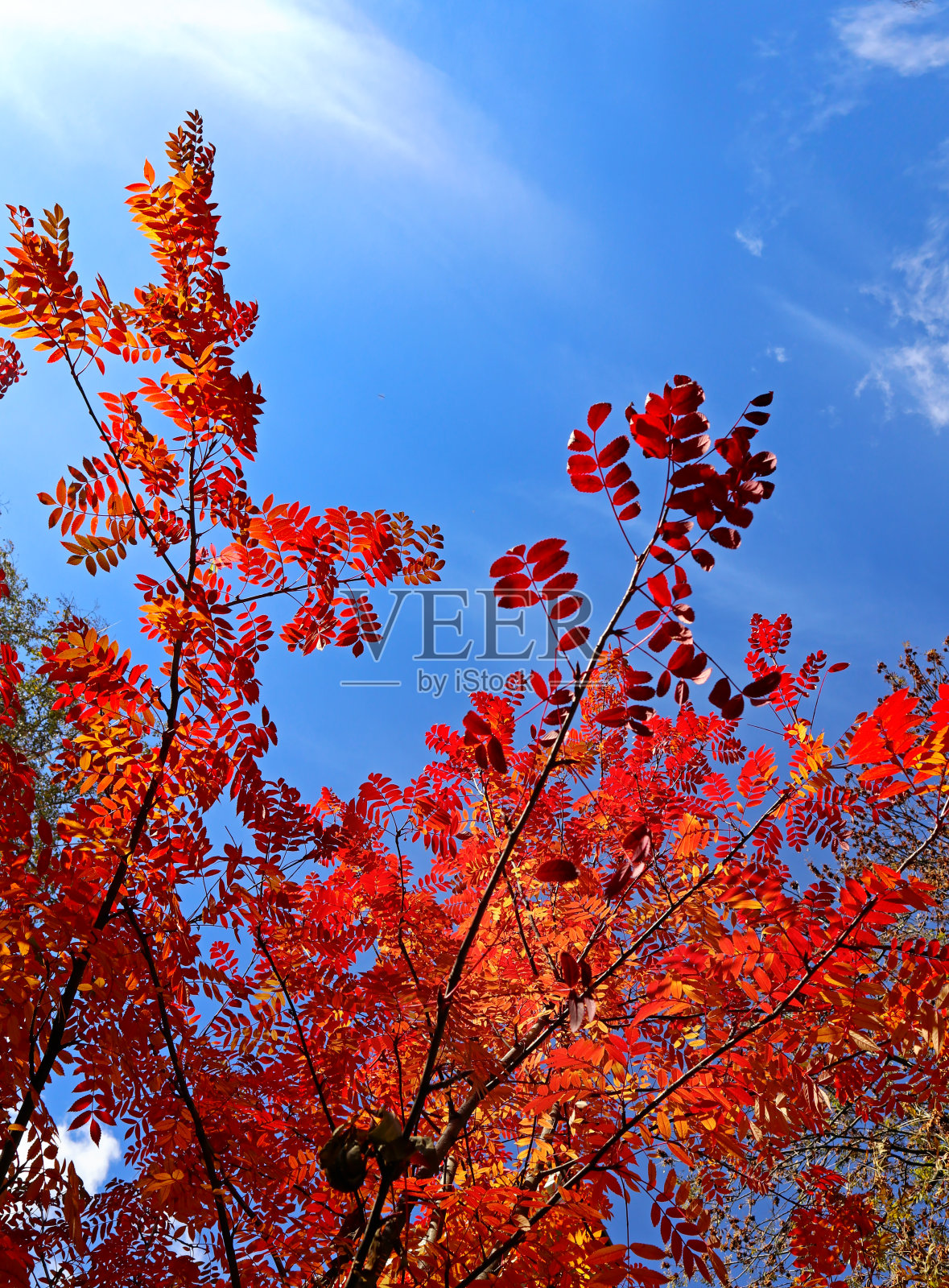 秋天充满活力的红色紫菀树(Sorbus commixta)叶子。照片摄影图片