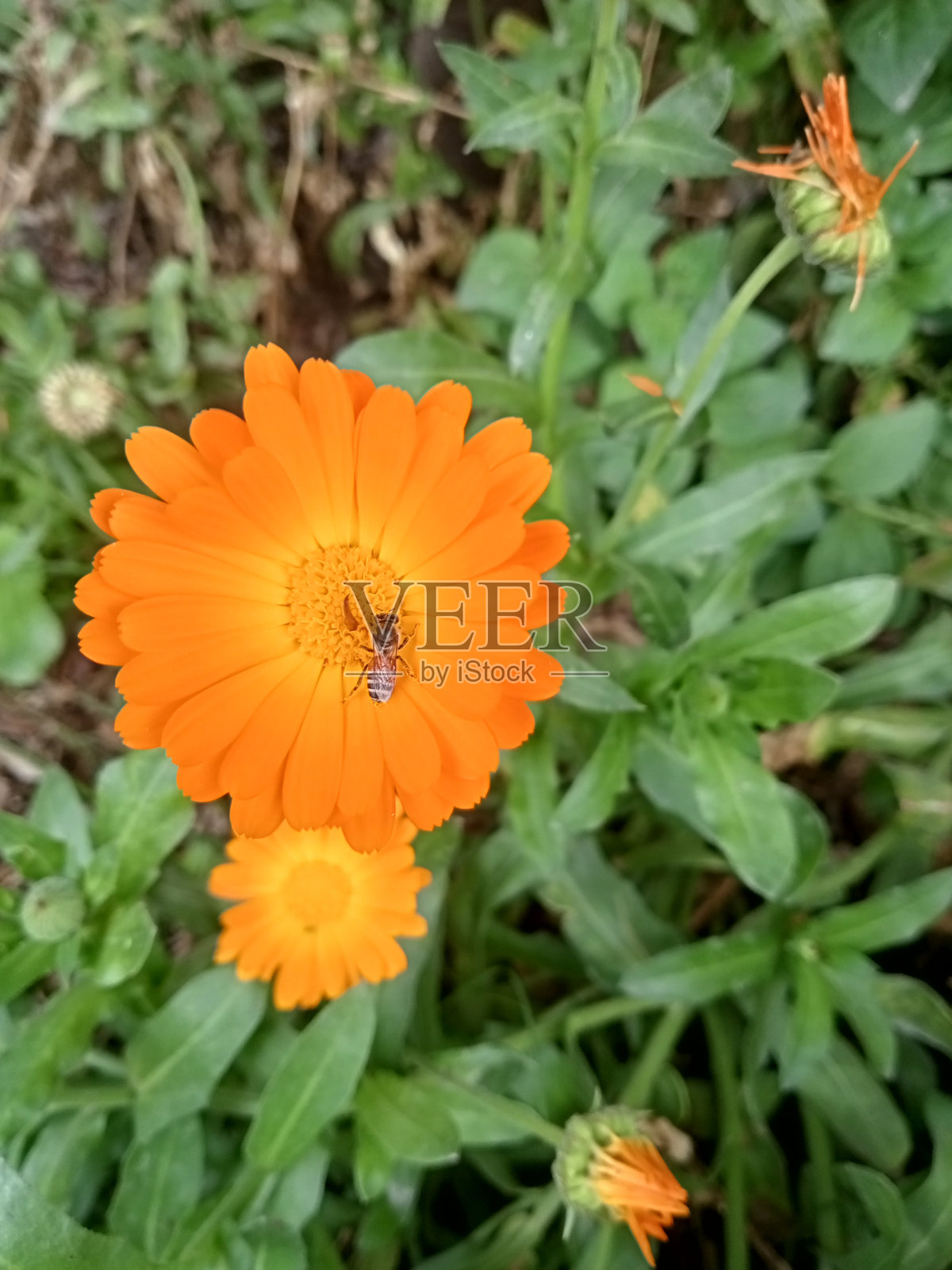 金盏花，盆金盏花，带蜜蜂的金盏花，带蜜蜂的花，普通金盏花，金盏花，玛丽金或苏格兰金盏花，雏菊家族植物照片摄影图片