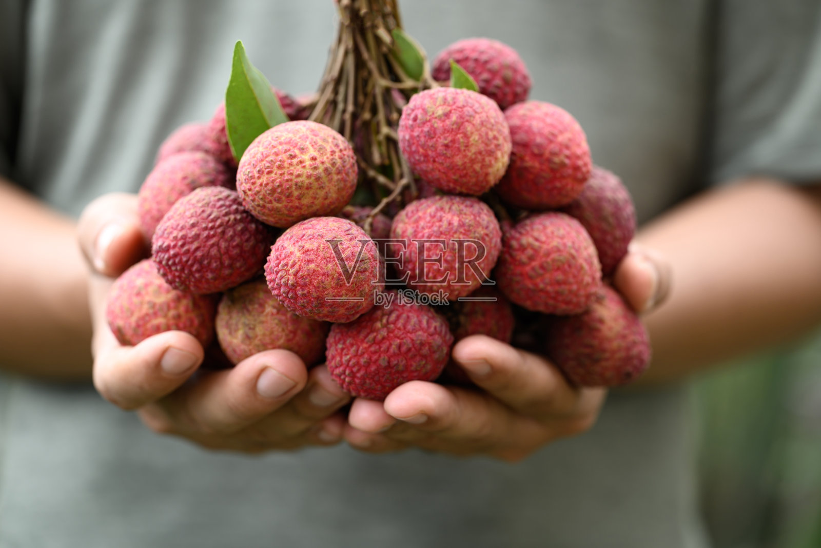 荔枝果手拿，热带水果在夏季照片摄影图片