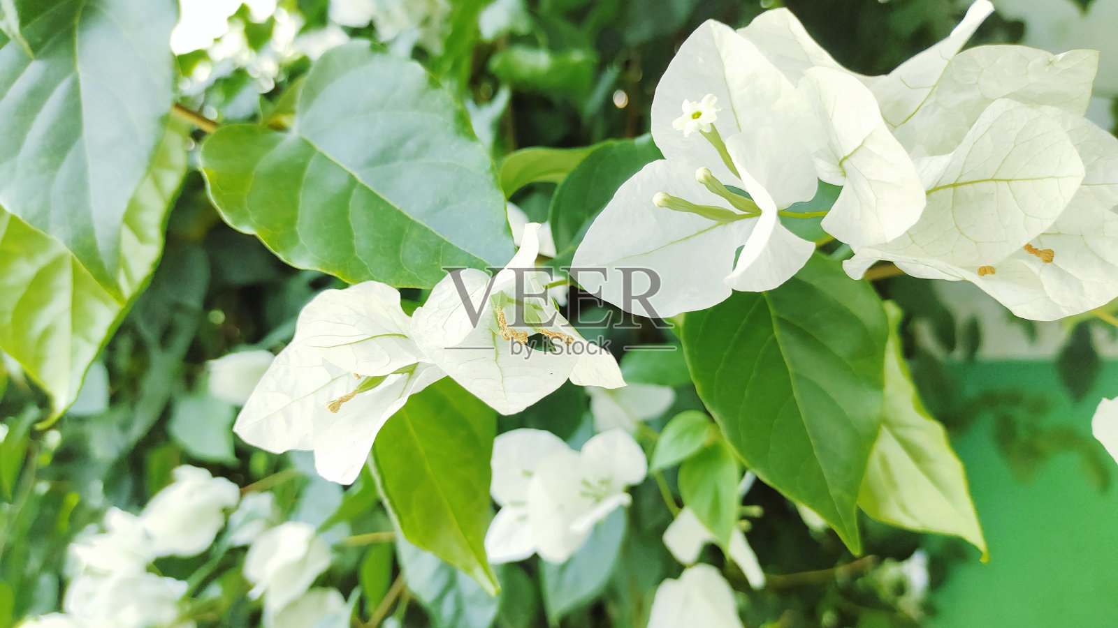 白色Bougenvillea照片摄影图片