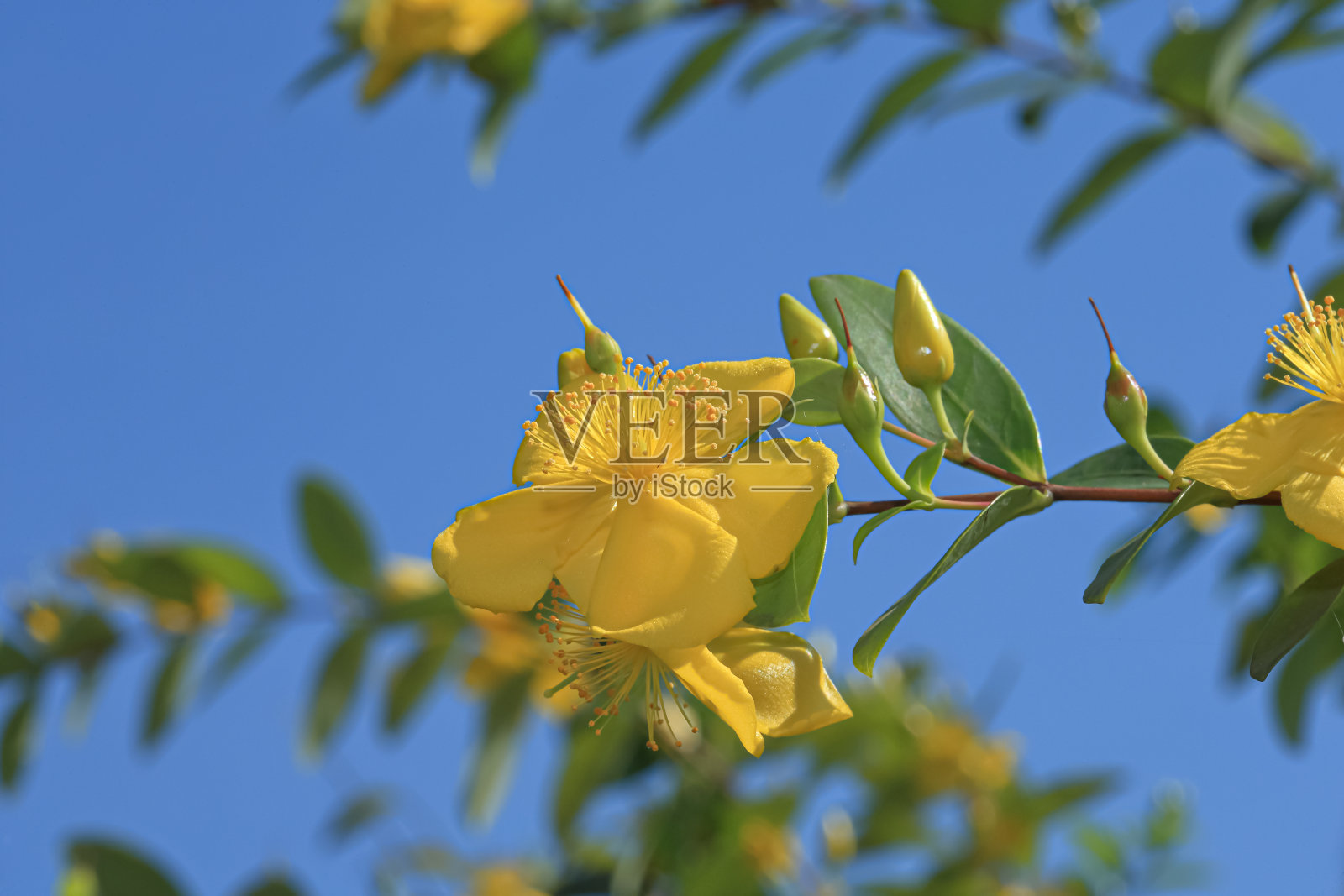 台湾圣约翰的话照片摄影图片