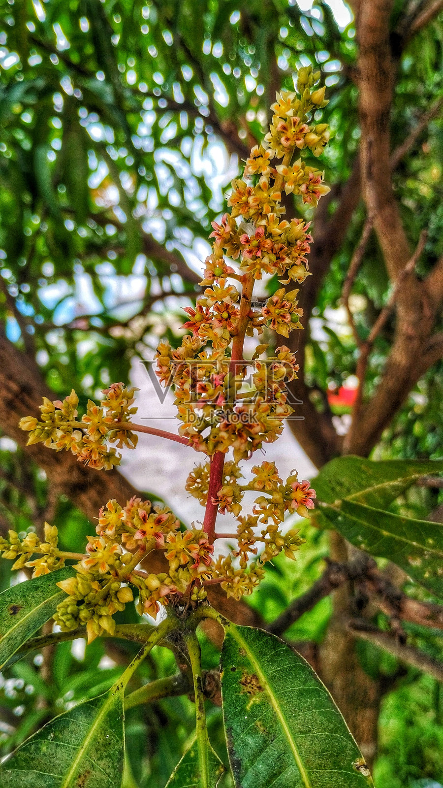 芒果的花照片摄影图片