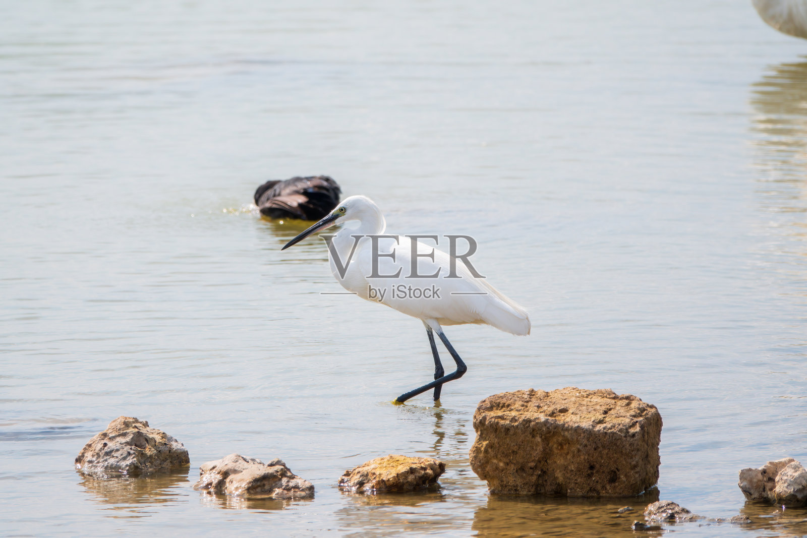 小白鹭或小白鹭站在湖里照片摄影图片