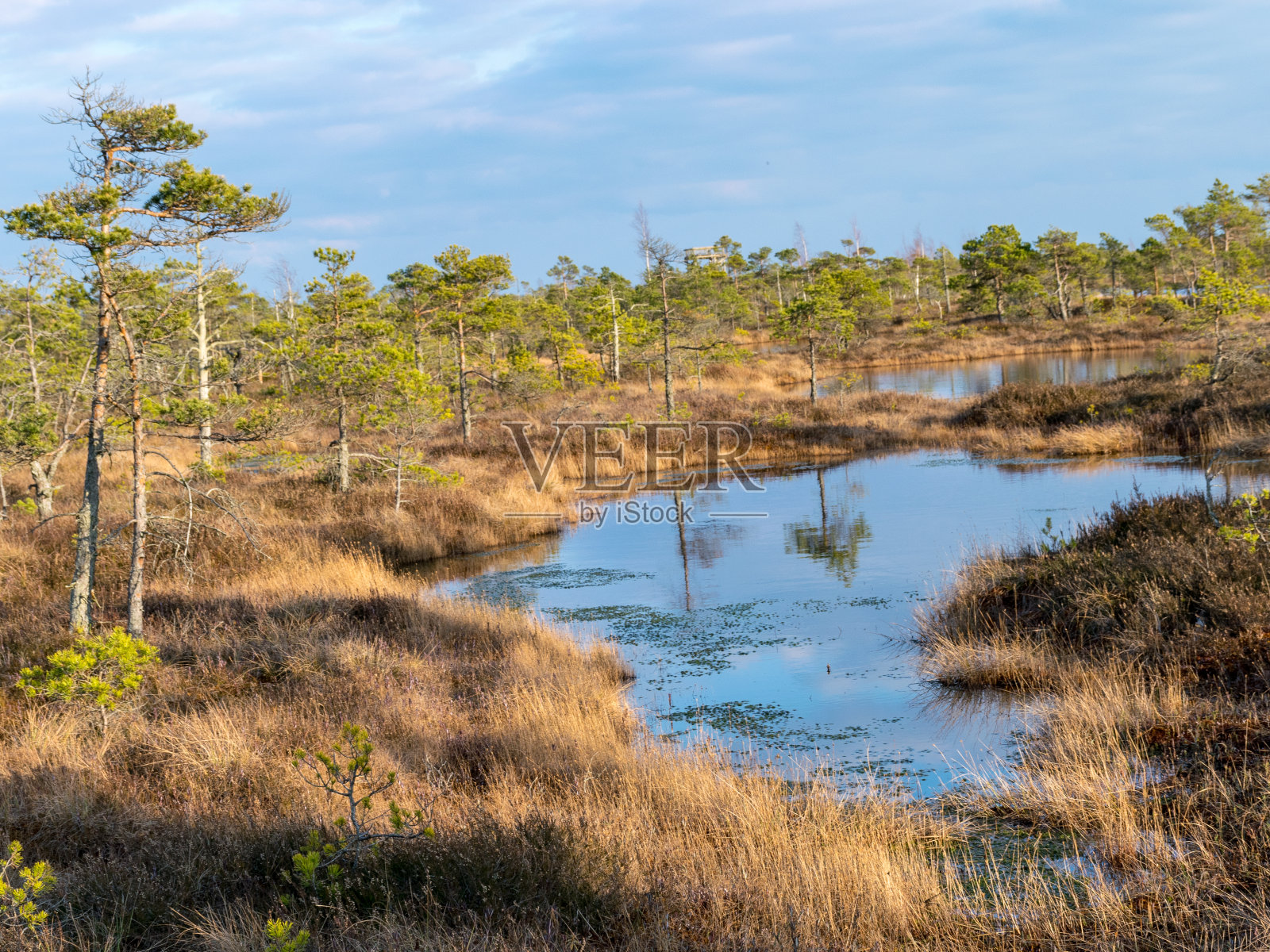 奇妙的沼泽景观，美丽的沼泽湖泊，松树，沼泽草和苔藓。照片摄影图片