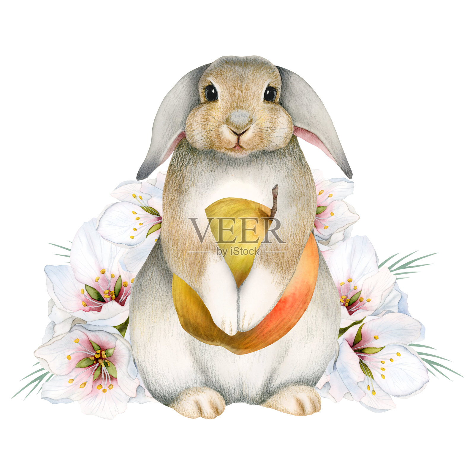 水彩兔子兔子与苹果水果和粉红色的白色花朵插图孤立在白色的背景。可爱的手绘兔子贴纸，儿童室托儿所装饰插画图片素材