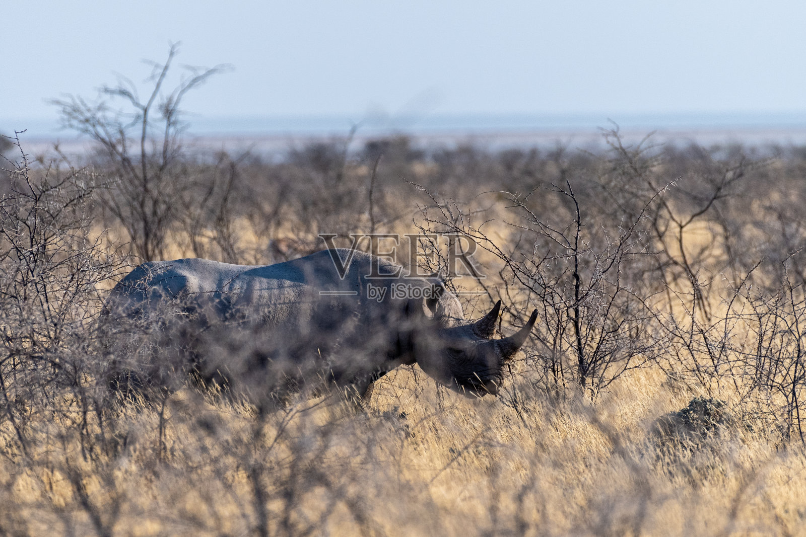 黑犀牛在埃托沙照片摄影图片
