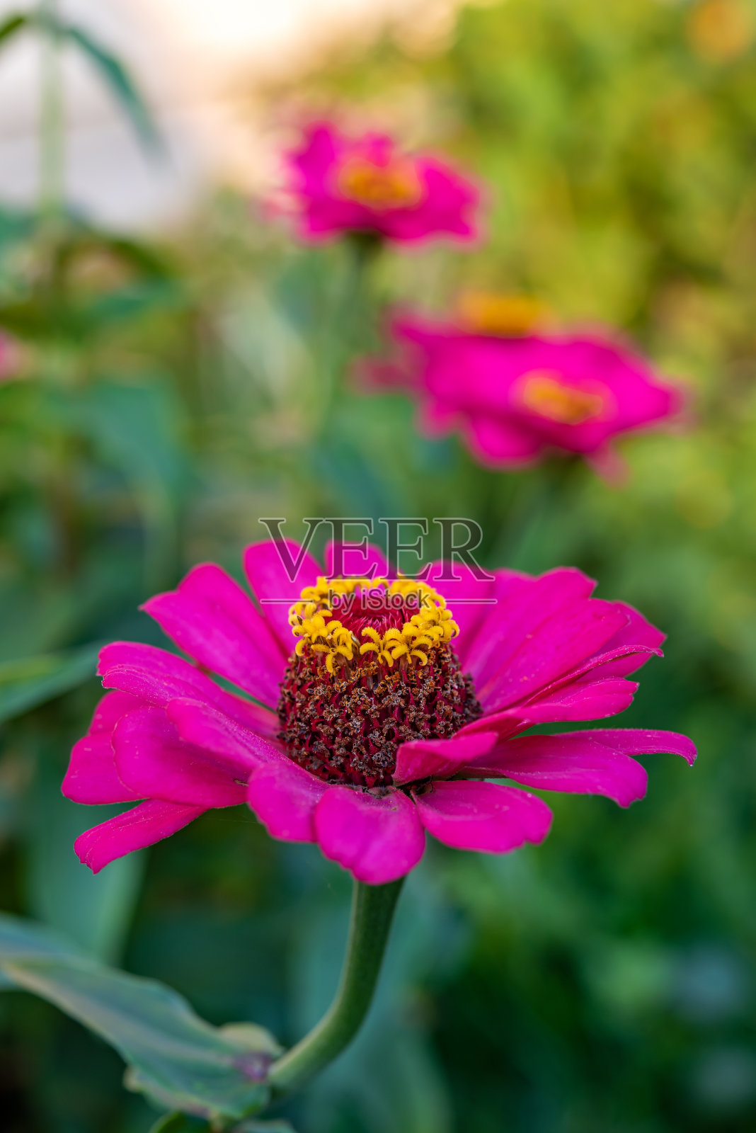 美丽的粉红色百日菊花照片摄影图片