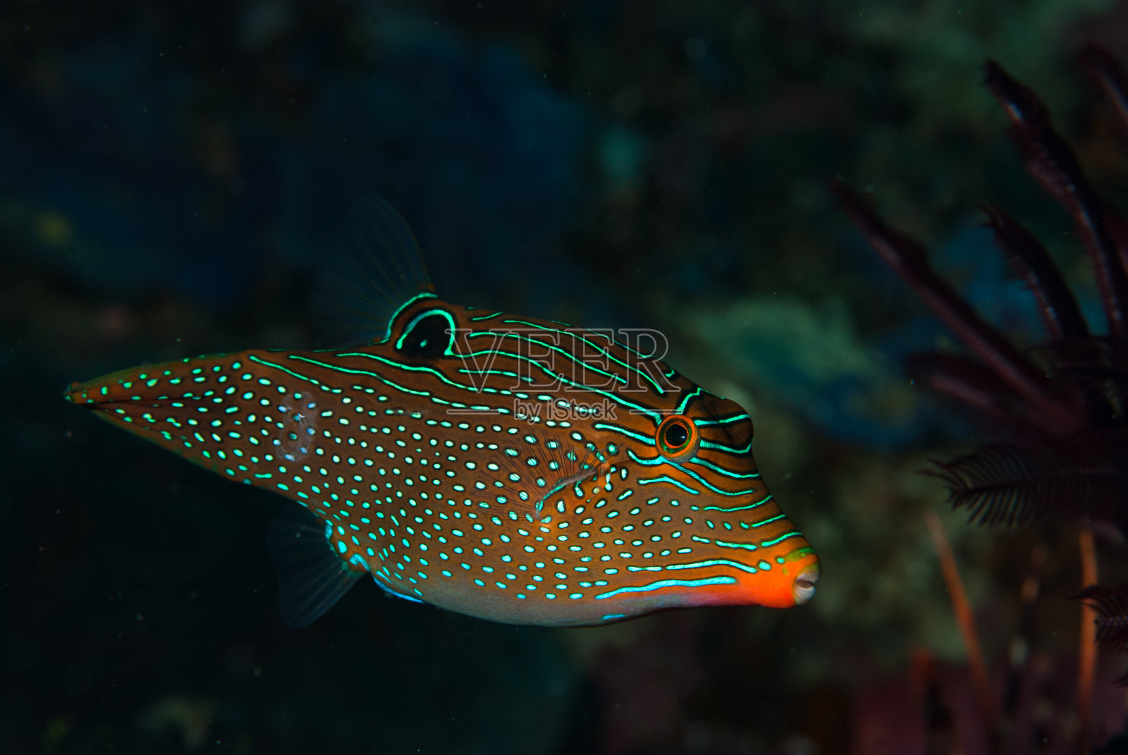 巴布亚Toby Canthigaster巴布亚照片摄影图片