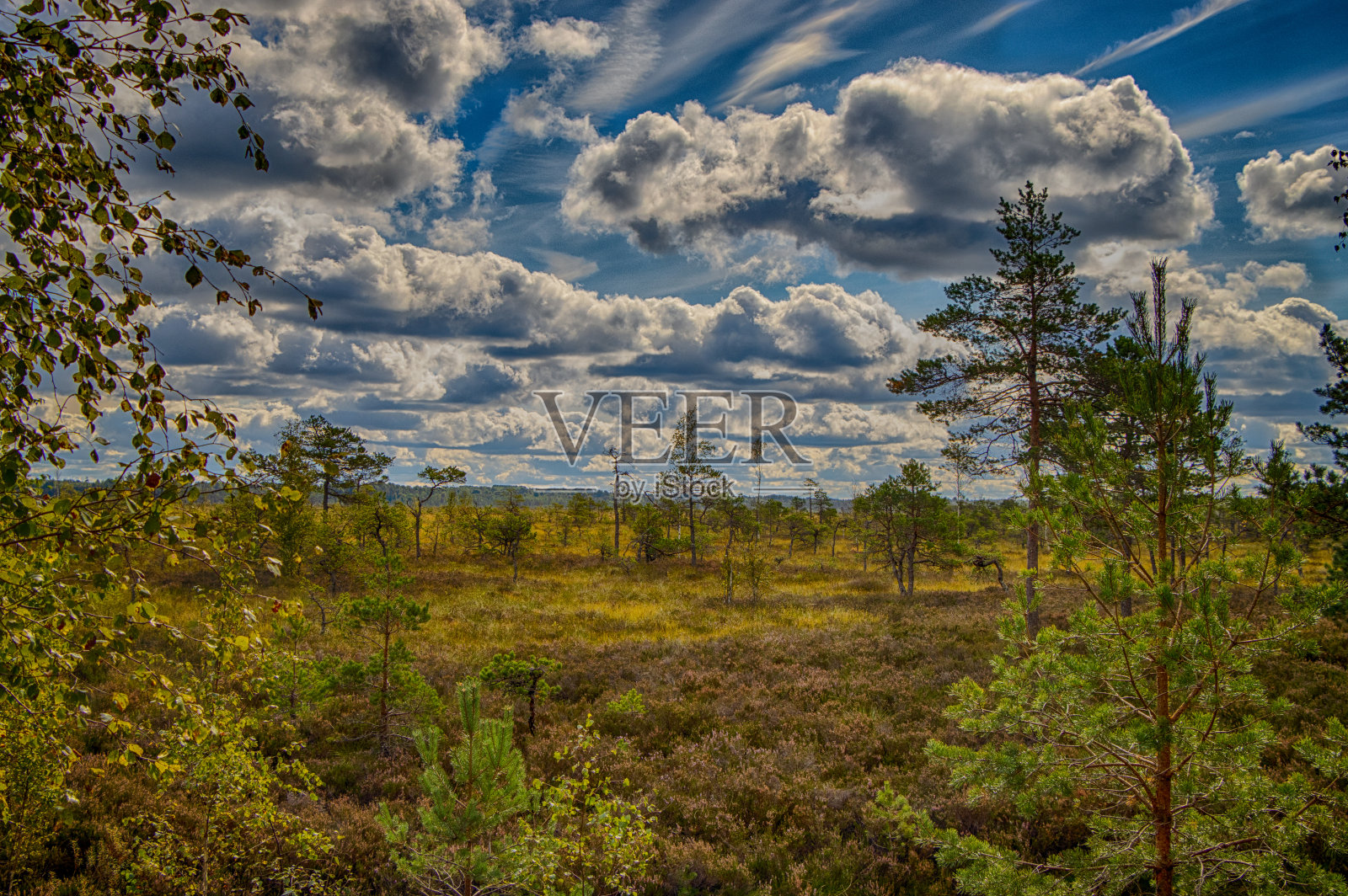 Ventspils。Vasenieki沼泽。照片摄影图片