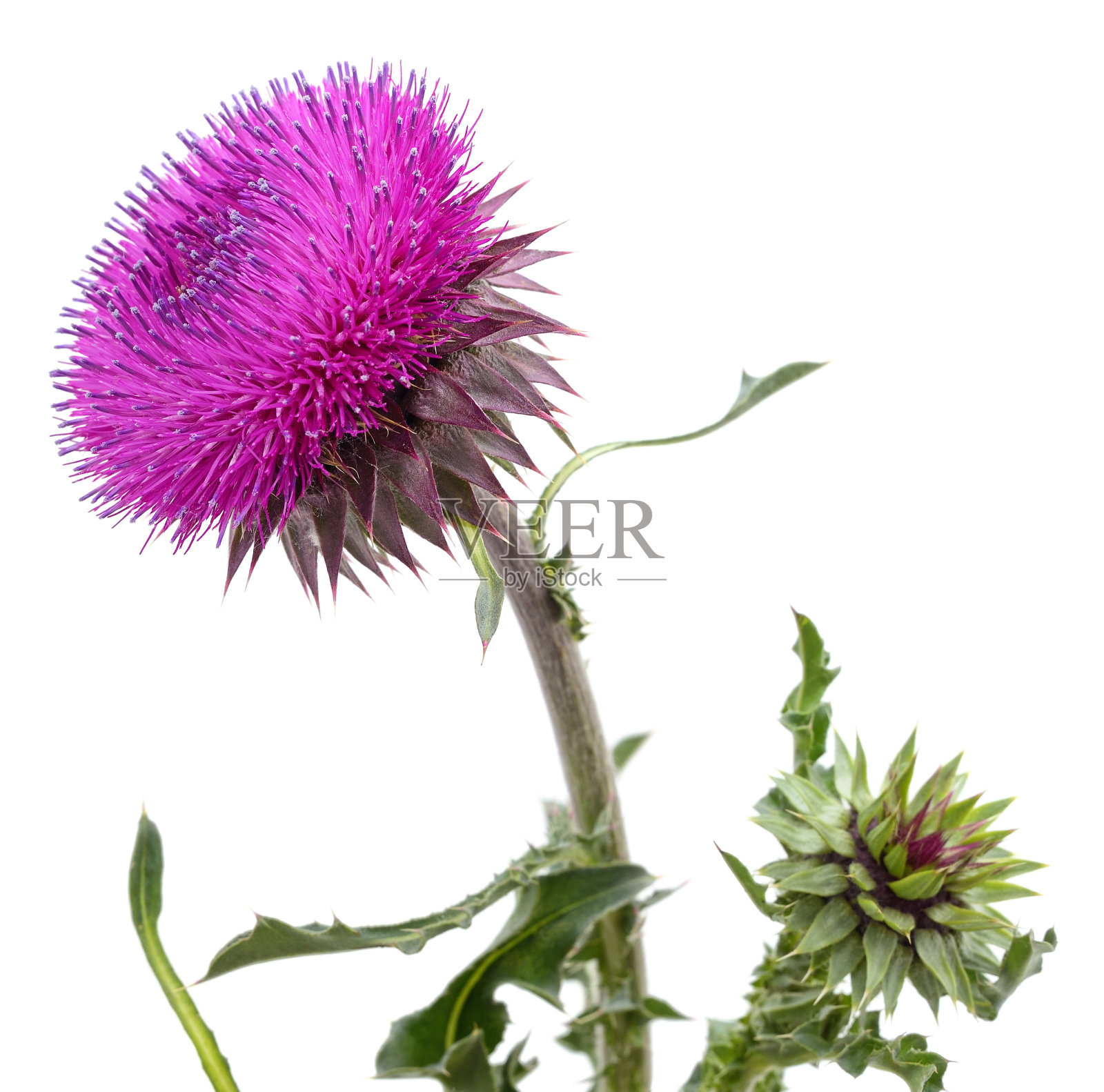 有蓟花的树枝。照片摄影图片