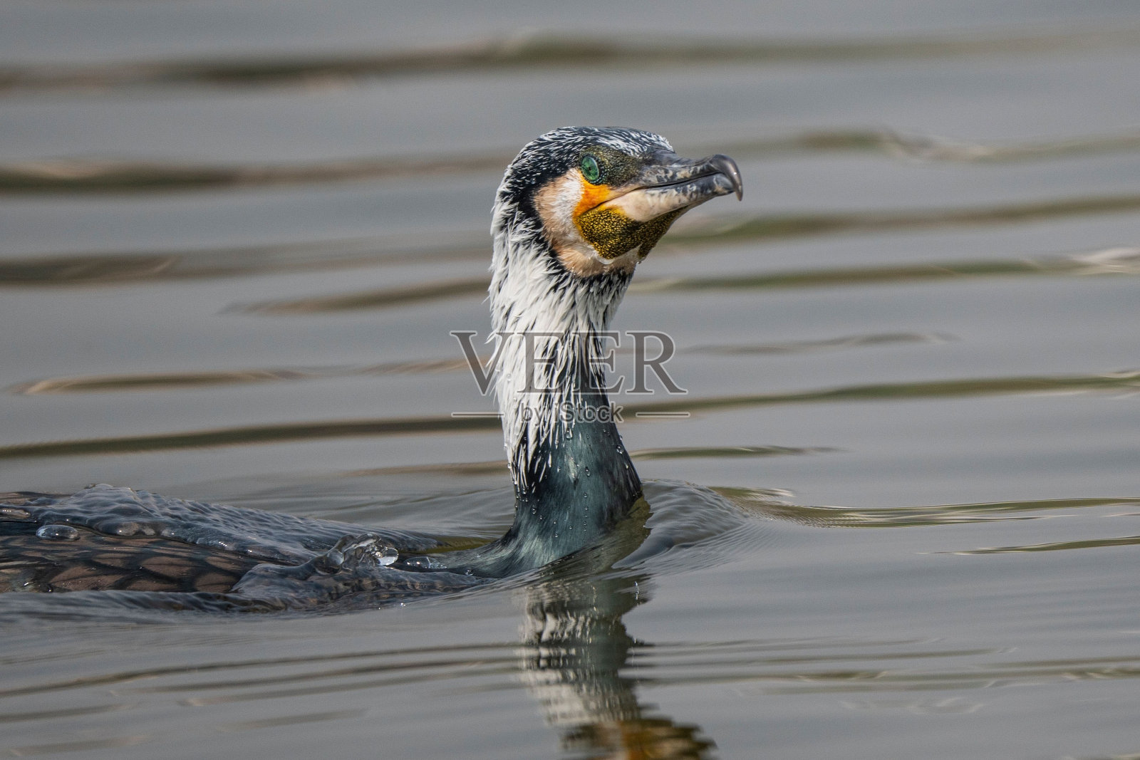 长着繁殖羽毛的大鸬鹚在湖中游泳照片摄影图片