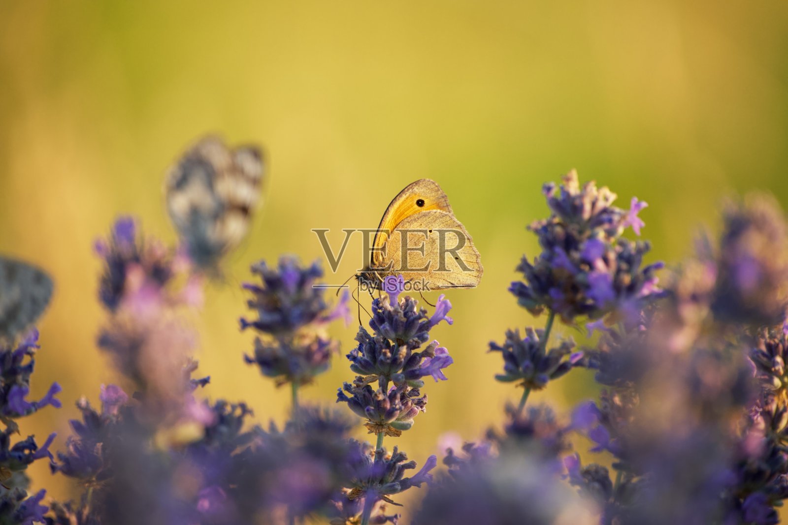 一只蝴蝶坐在一朵薰衣草花上照片摄影图片