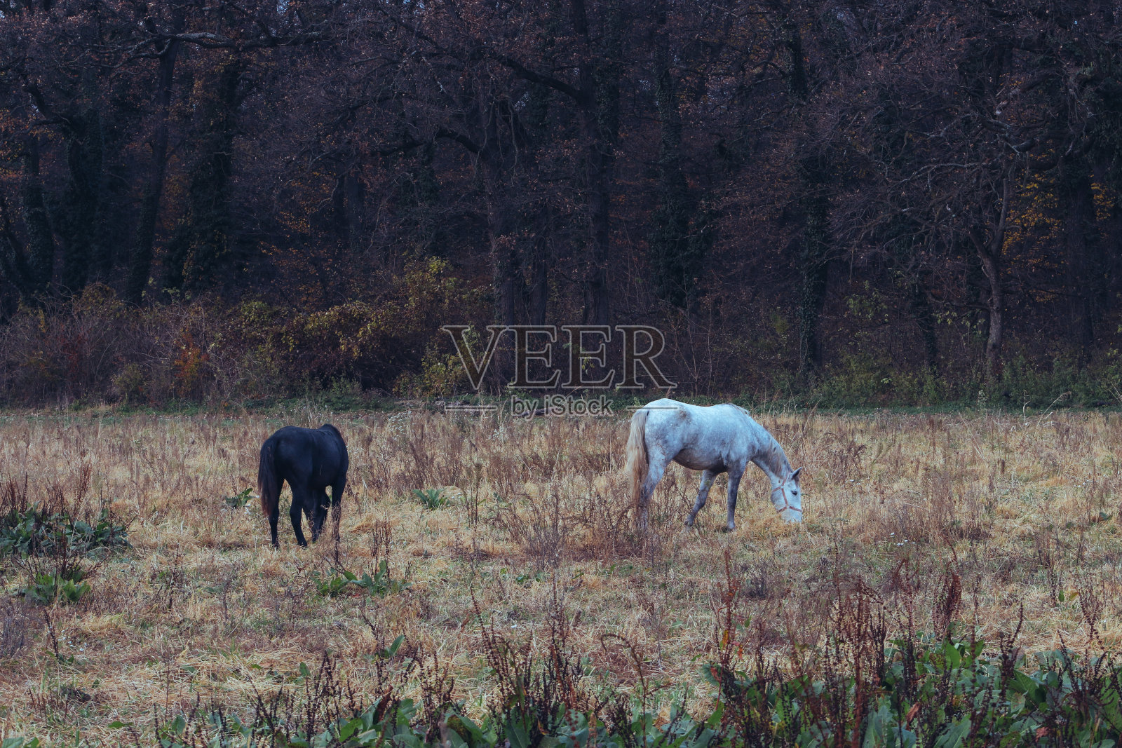 日落时的马照片摄影图片