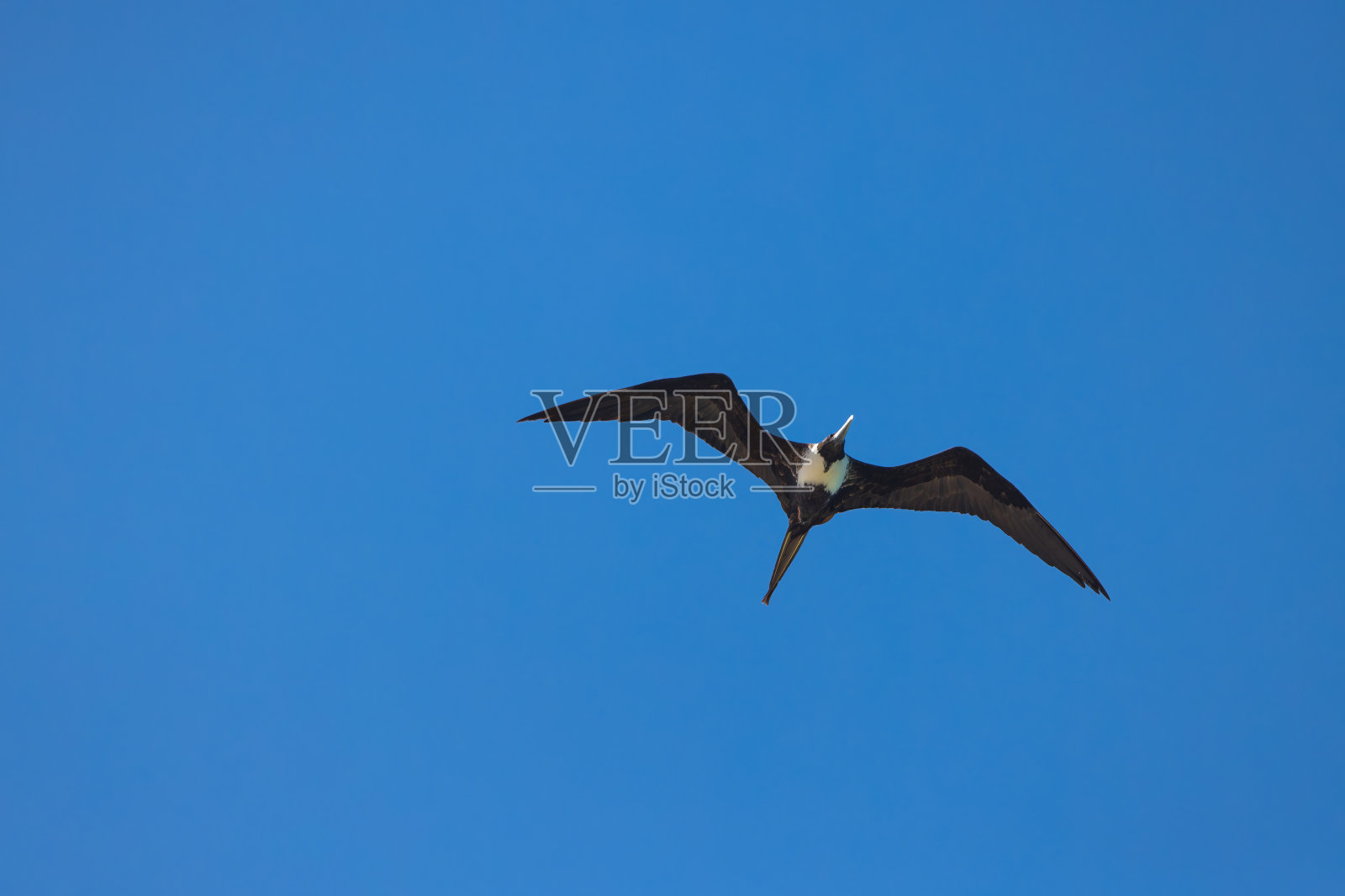 壮丽的军舰鸟俯瞰飞行在蓝色的加勒比海天空照片摄影图片