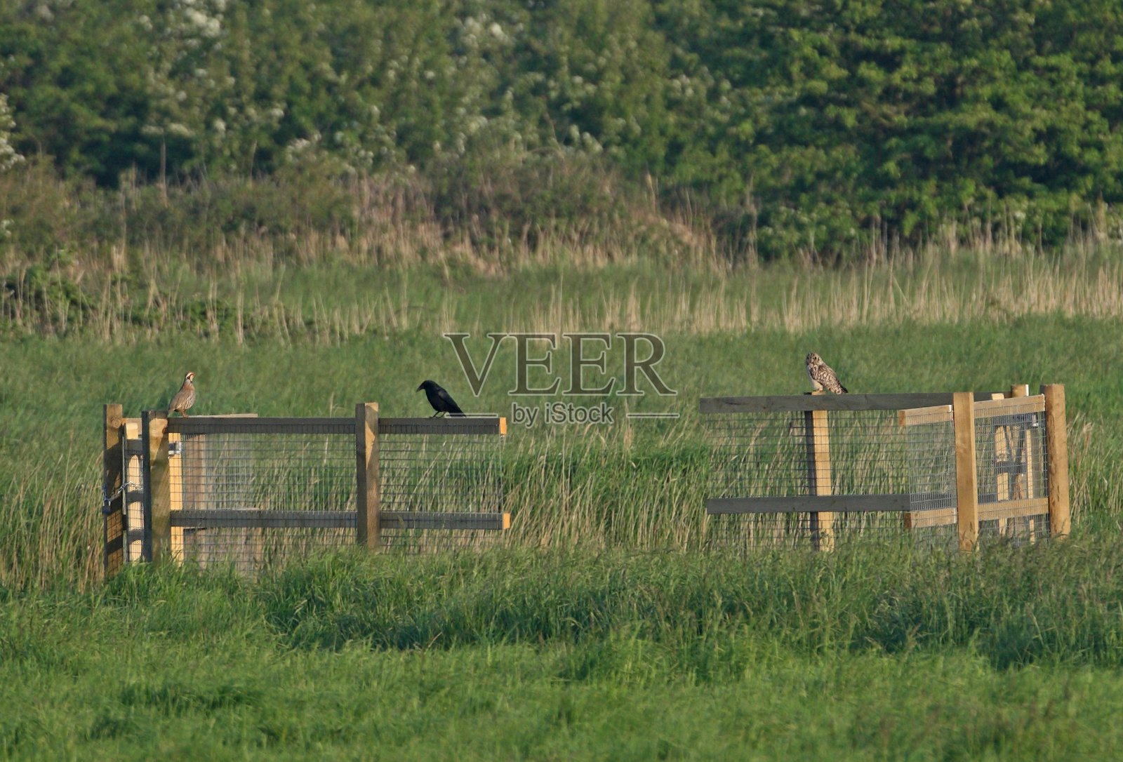 短耳猫头鹰(Asio flammeus)、红腿鹧鸪(Alcetoris rufa)及食腐乌鸦(Corvus corone)照片摄影图片