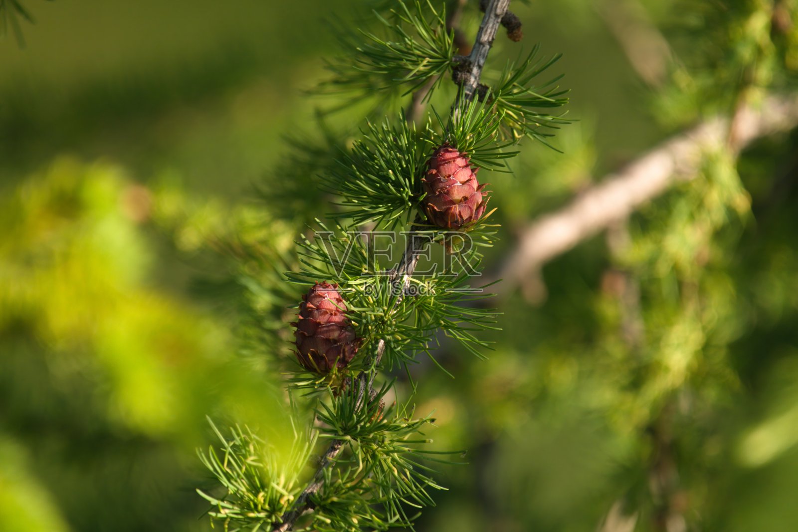 有球果的落叶松树照片摄影图片