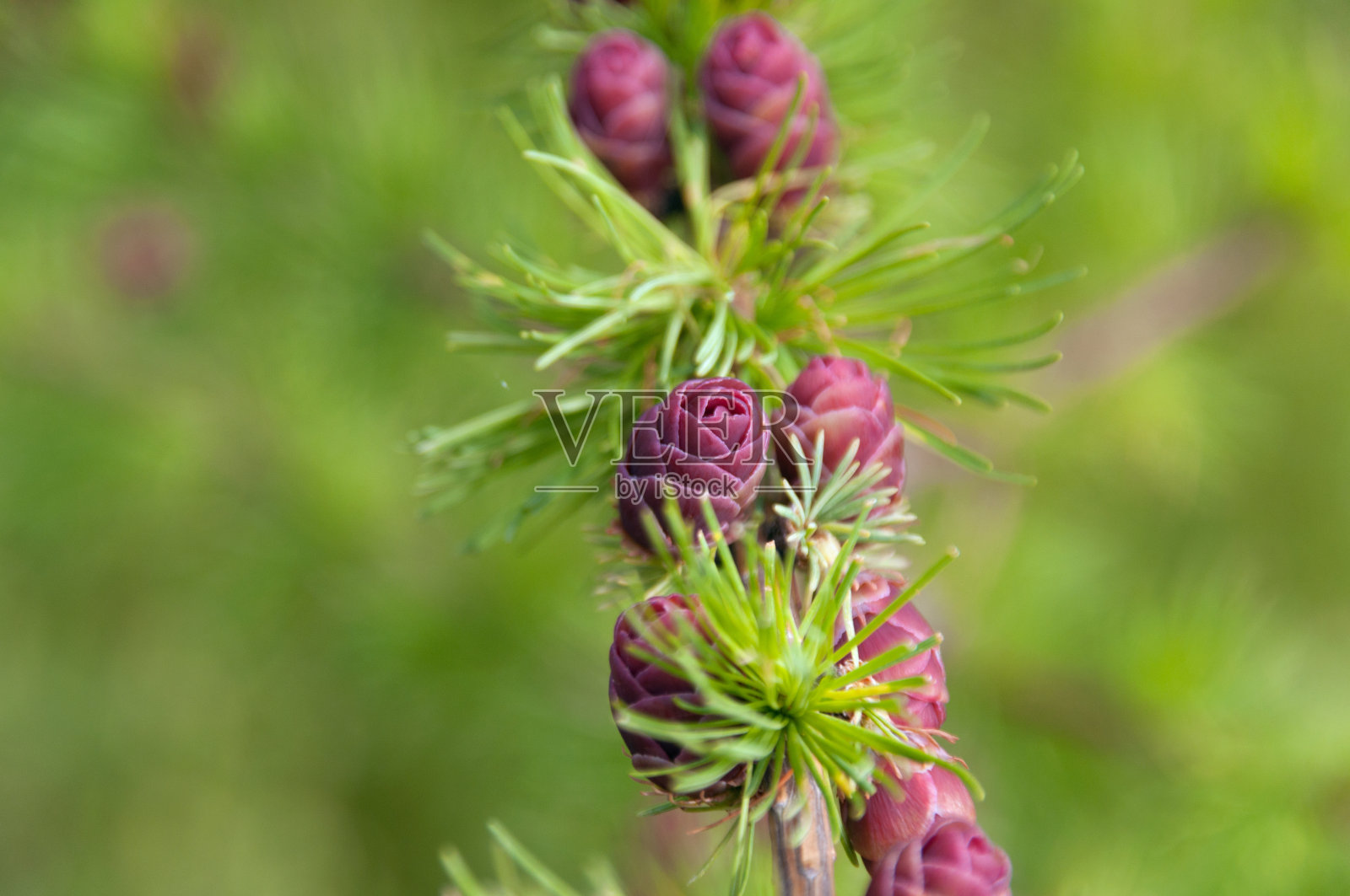 阿拉斯加落叶松球果特写照片摄影图片