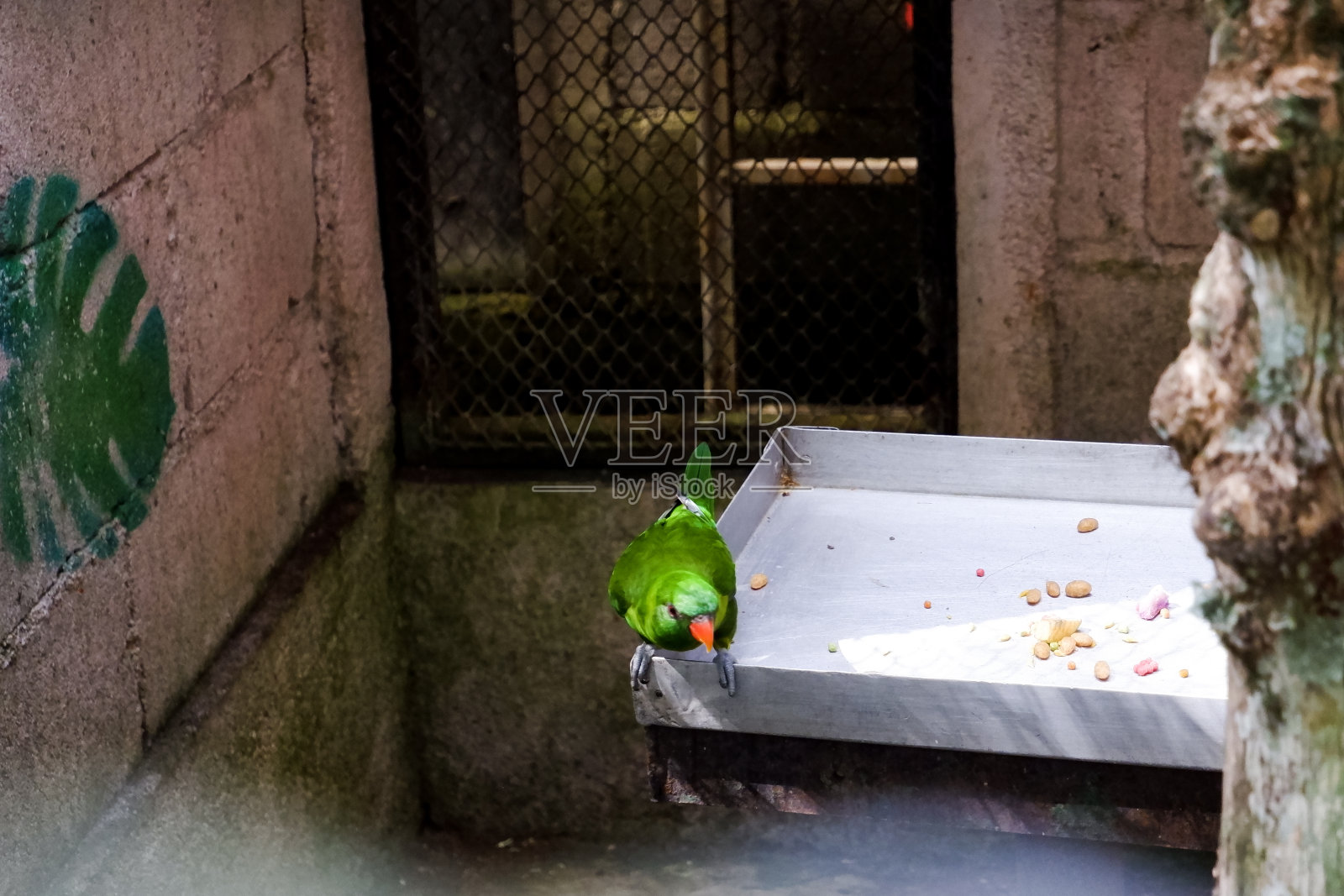 下午，鹦鹉栖息在它的围栏里。照片摄影图片