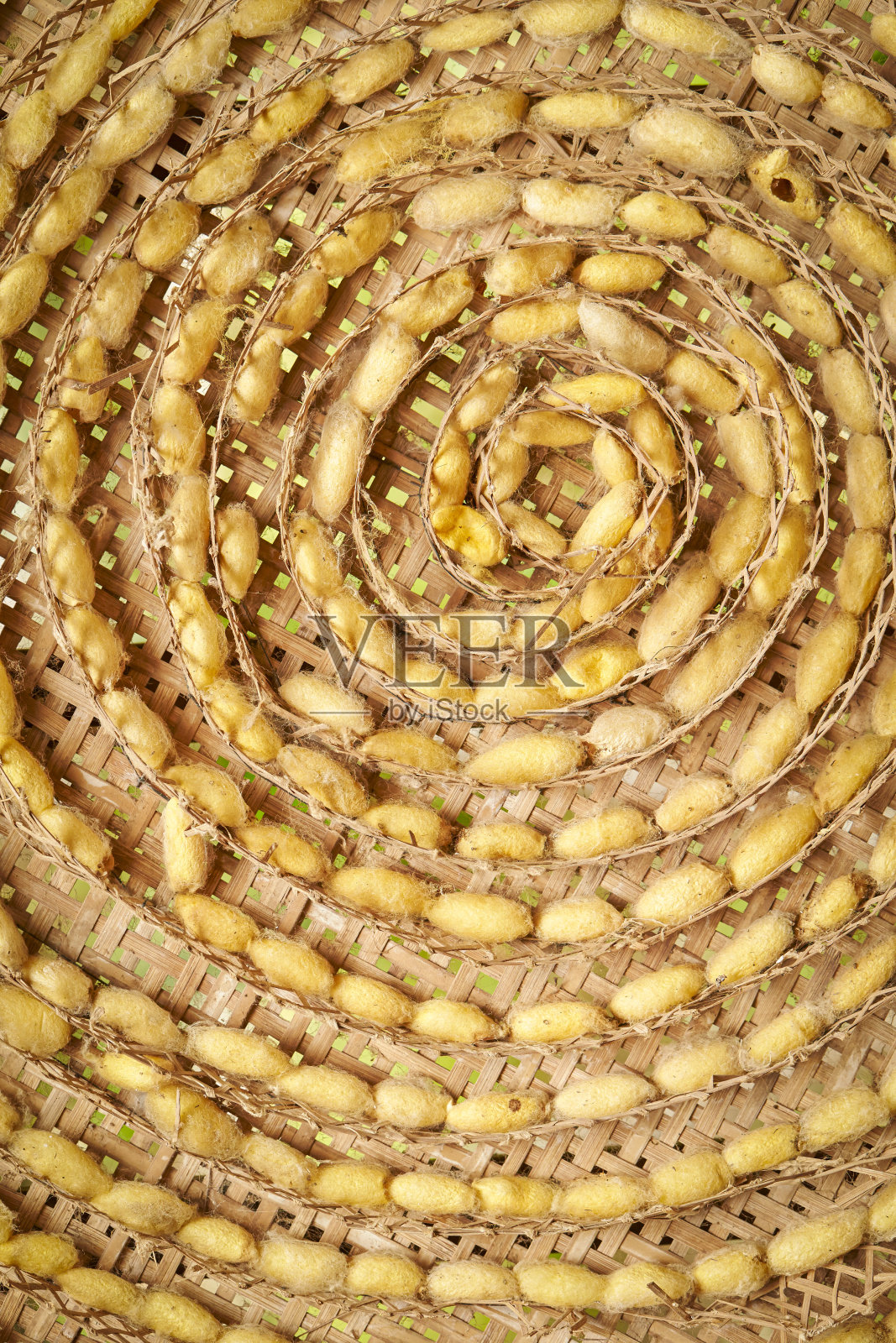 蚕桑或丝绸生产背景照片摄影图片