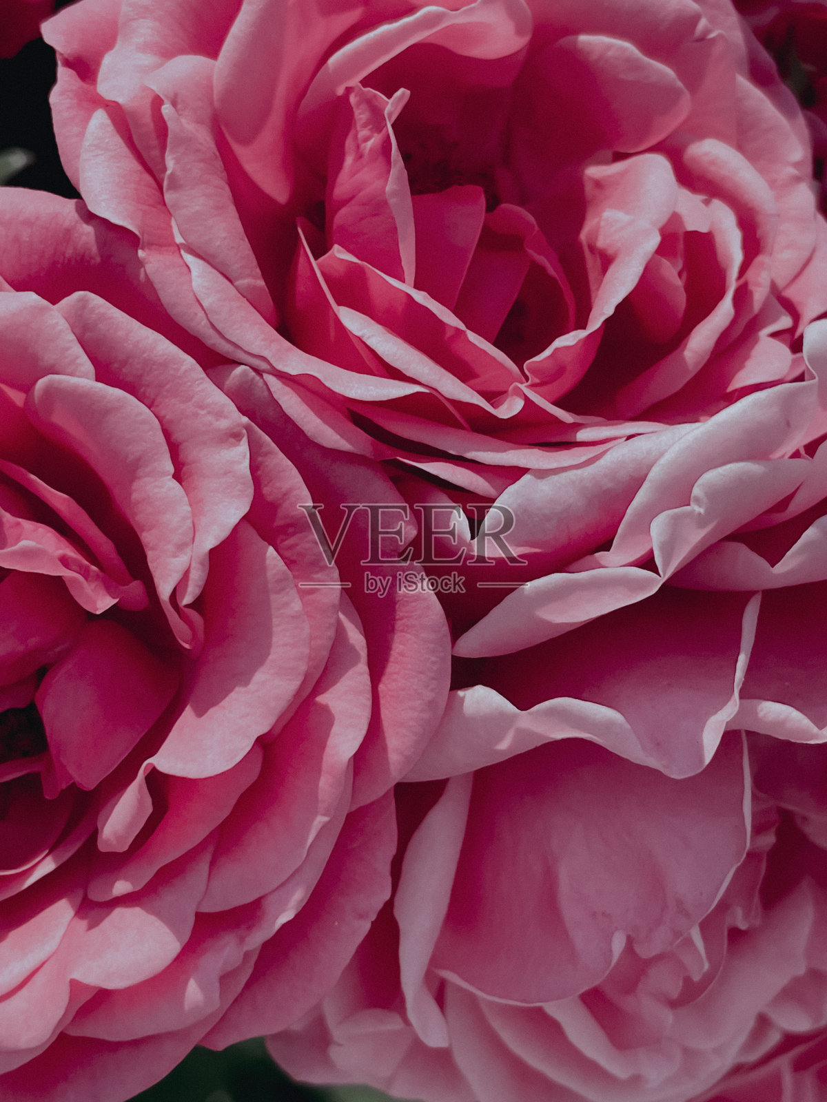 复古风格的花园玫瑰。2023年夏天照片摄影图片