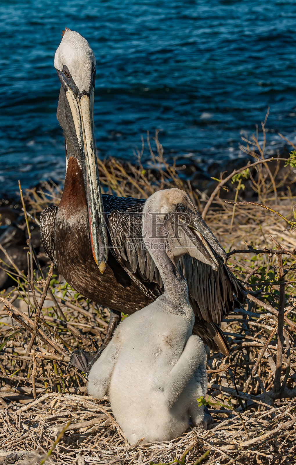 褐鹈鹕(Pelecanus occidentalis urinator)是鹈鹕科的一种鸟。厄瓜多尔圣达菲岛;加拉帕戈斯群岛国家公园。一只雏鸟和一只成年鸟在窝里。Pelecaniformes。照片摄影图片