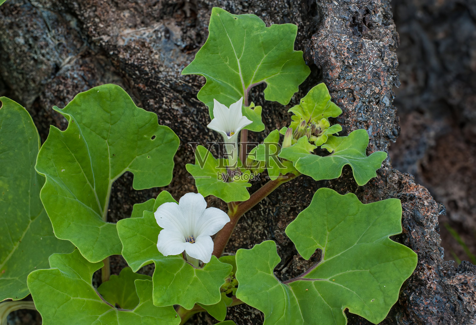 miersii是茄科(龙葵)科的一种开花植物，是加拉帕戈斯群岛特有的。加拉帕戈斯海岸矮牵牛花，宽边帽中国岛，宽边帽中国岛，加拉帕戈斯群岛，厄瓜多尔照片摄影图片