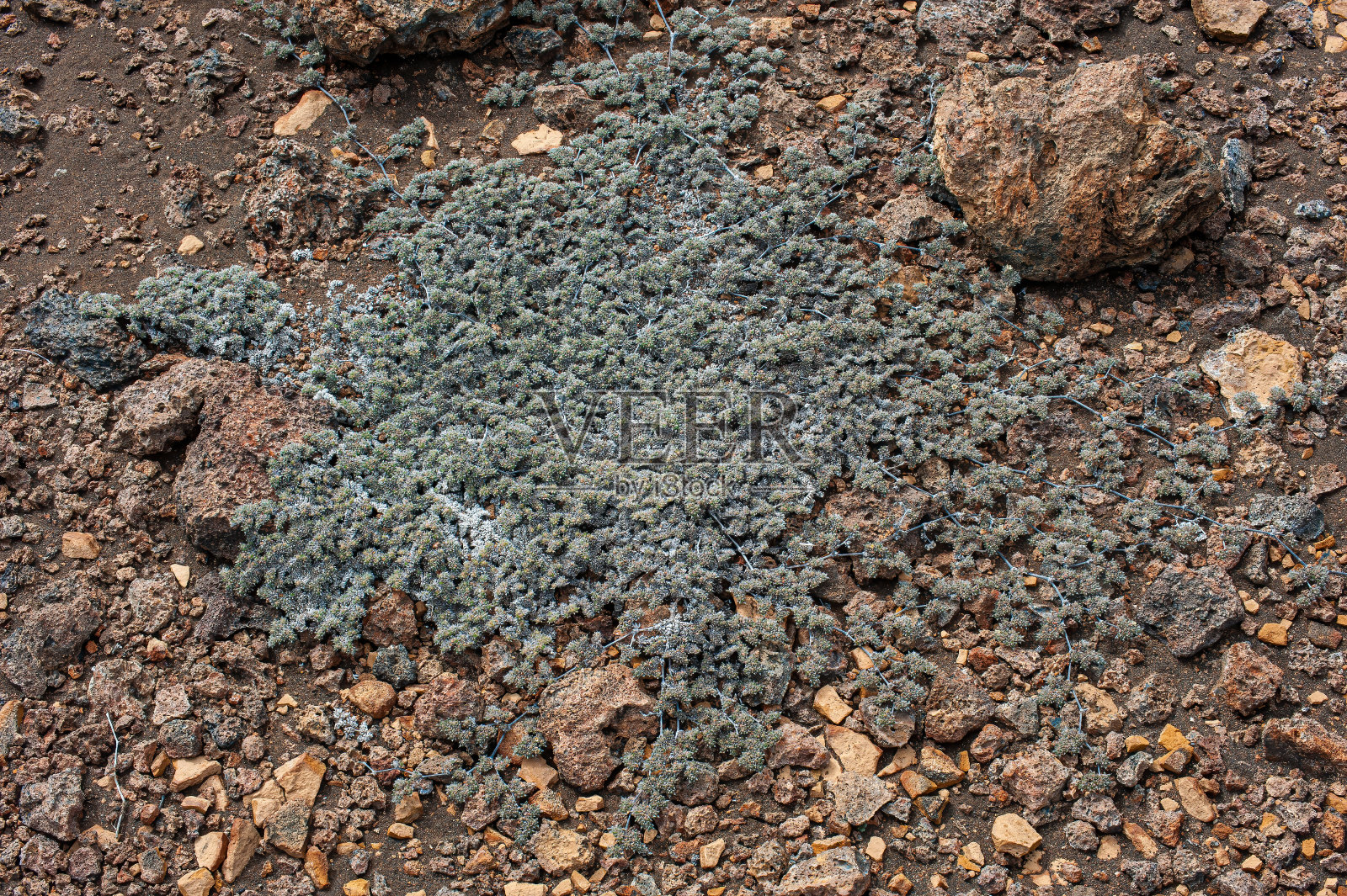 灰色Matplant，提奎里亚加拉帕戈斯群岛，沙利文湾熔岩场，詹姆斯岛，圣地亚哥岛，圣地亚哥岛，加拉帕戈斯群岛国家公园，厄瓜多尔。紫草科照片摄影图片