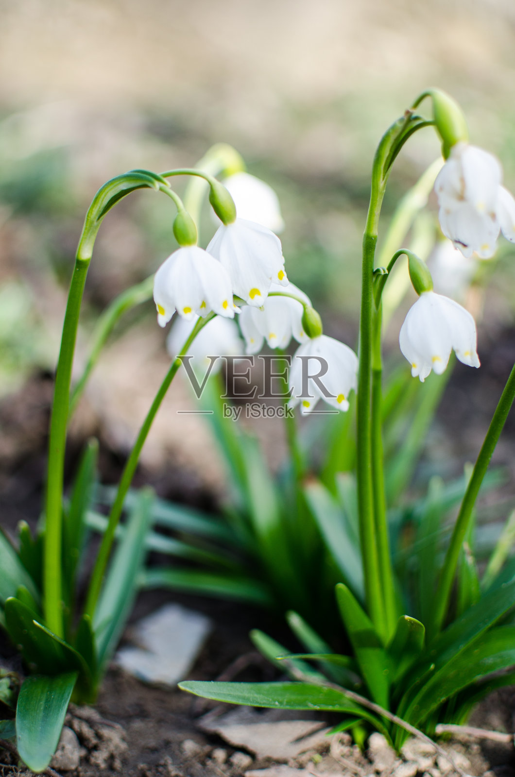春天，雪花莲的第一朵小花在户外盛开照片摄影图片