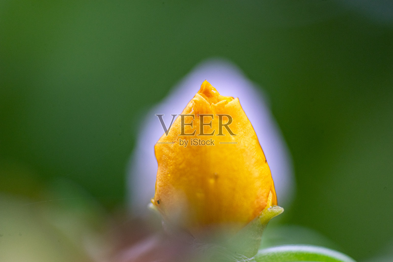 黄色马齿苋照片摄影图片