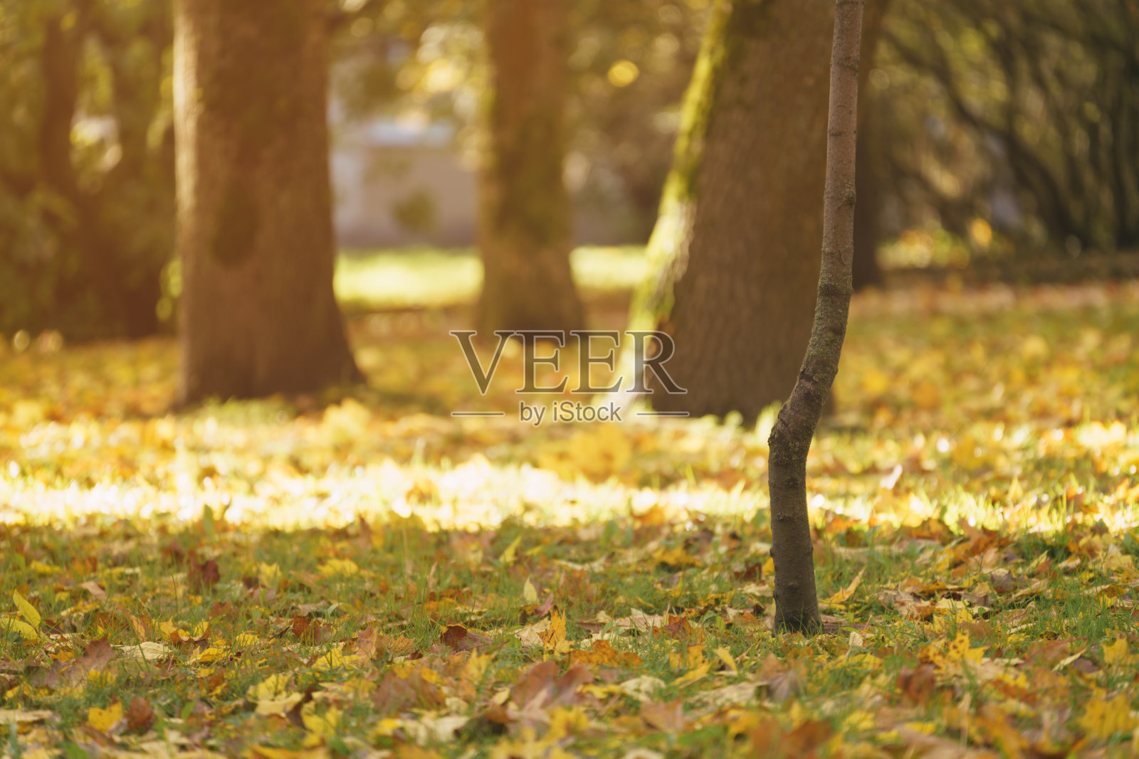 秋天的落叶落在镇公园的地上照片摄影图片