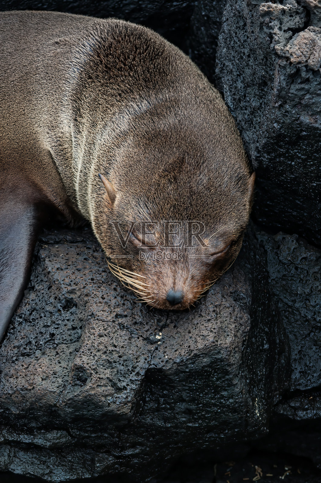 加拉帕戈斯海豹(Arctocephalus galapagoensis)是八种海豹属海豹之一，也是九种海豹亚科海豹之一。它是所有有耳海豹中最小的。它们是Galápagos群岛特有的照片摄影图片
