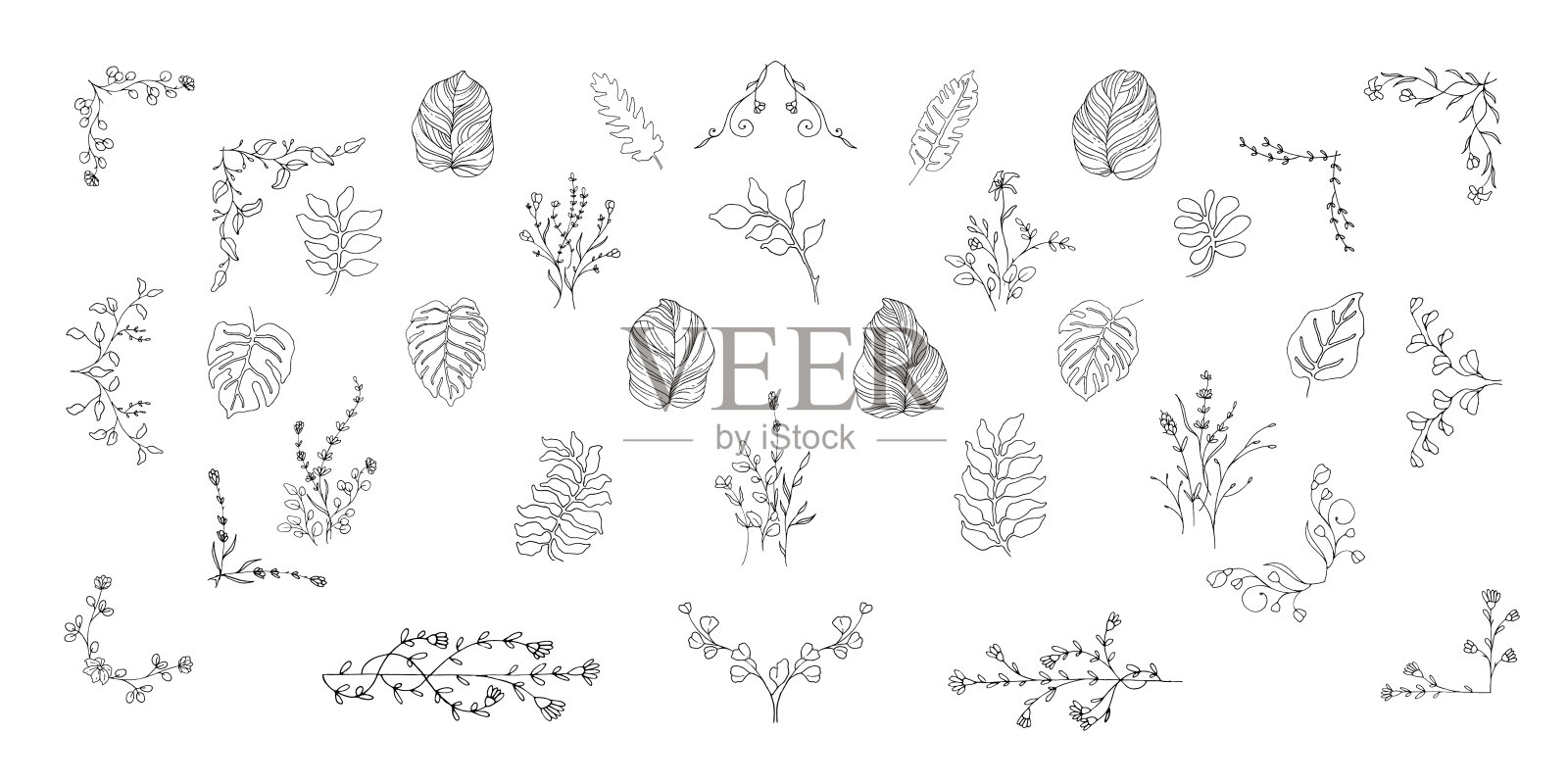 大束花月桂和装饰手绘插画图片素材