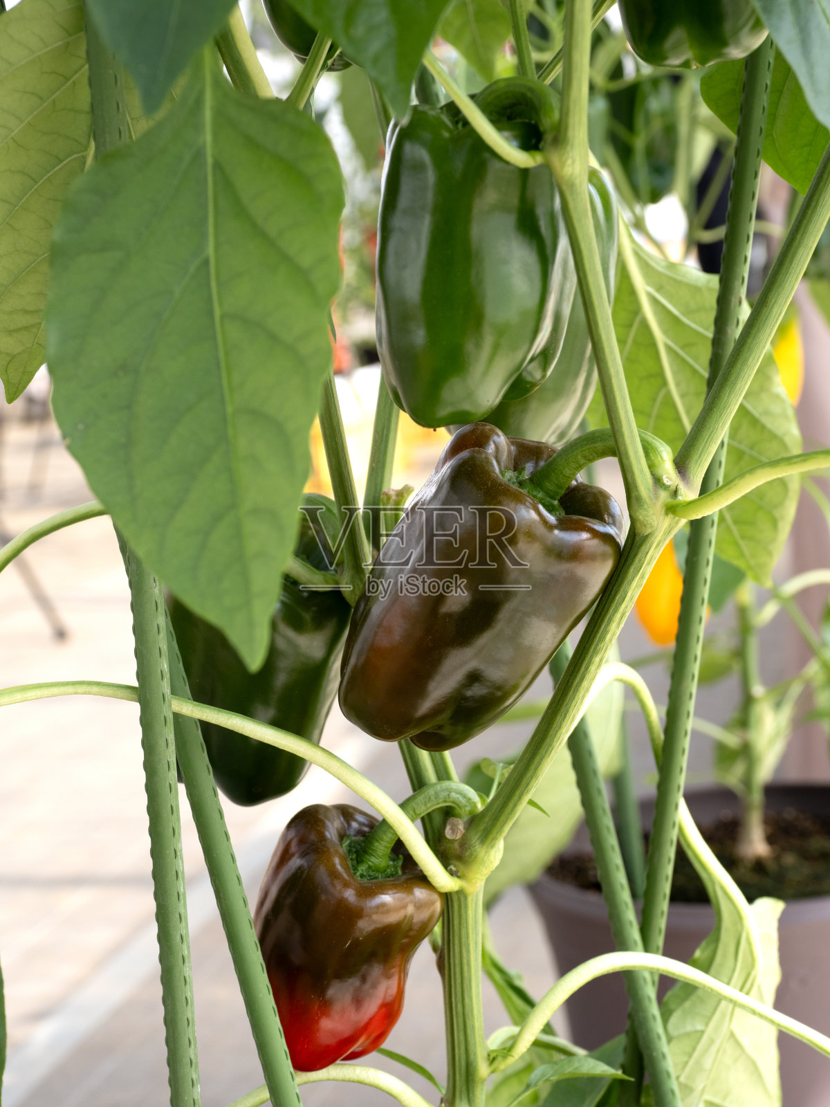彩色辣椒的栽培照片摄影图片