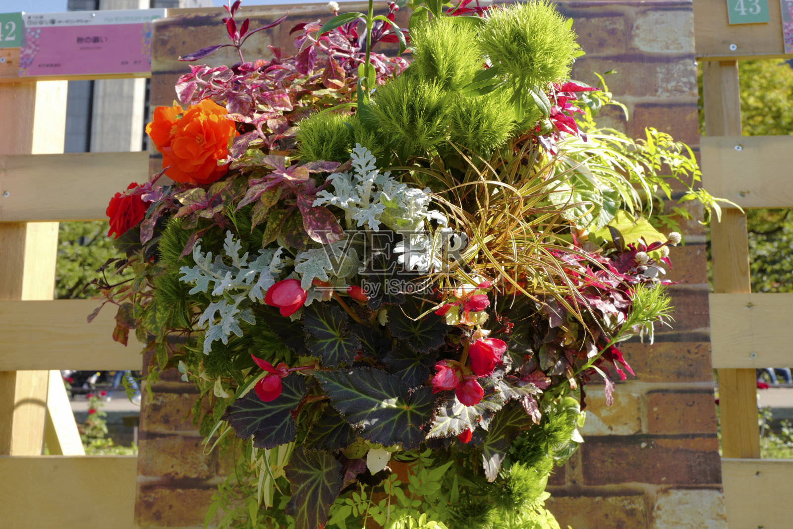 户外花卉装饰照片摄影图片