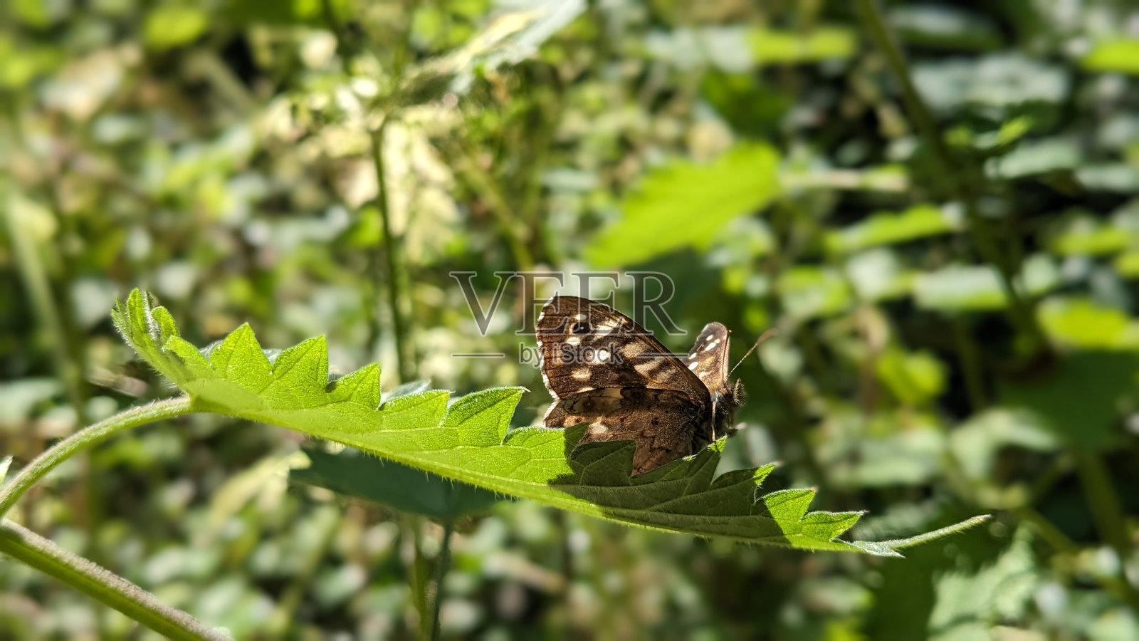 蝴蝶照片摄影图片