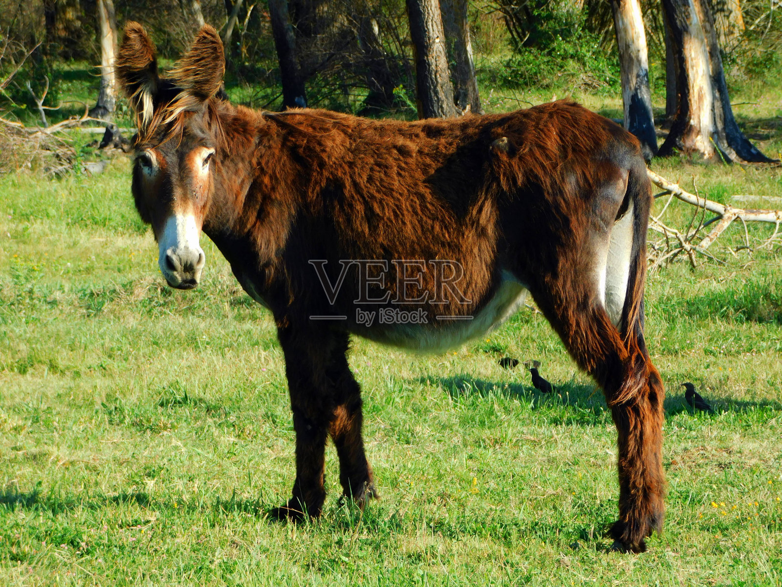 扎莫兰毛驴在乡村风景照片摄影图片