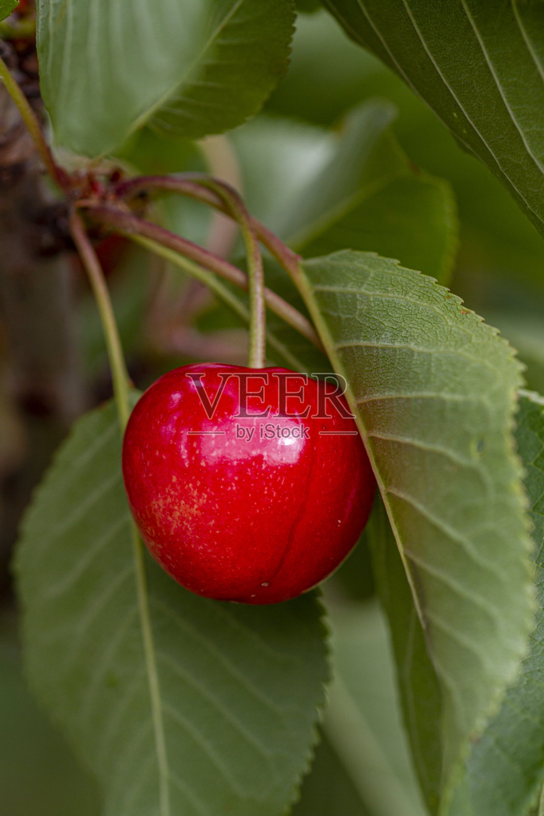 利亚尼尔品种樱桃(照片摄影图片