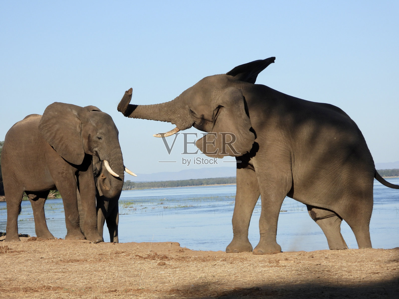 大象照片摄影图片