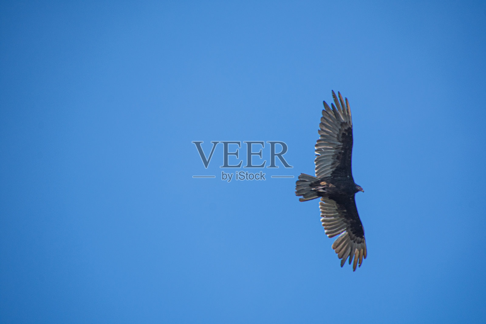 蓝天上的大鹰照片摄影图片