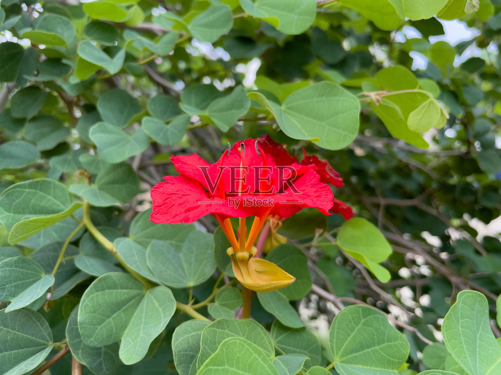 花园里的红花。照片摄影图片