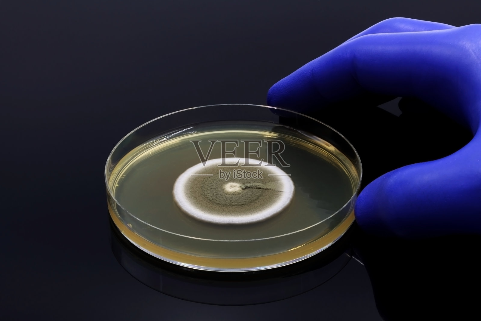 戴着真菌微生物培养物的蓝色手套。照片摄影图片