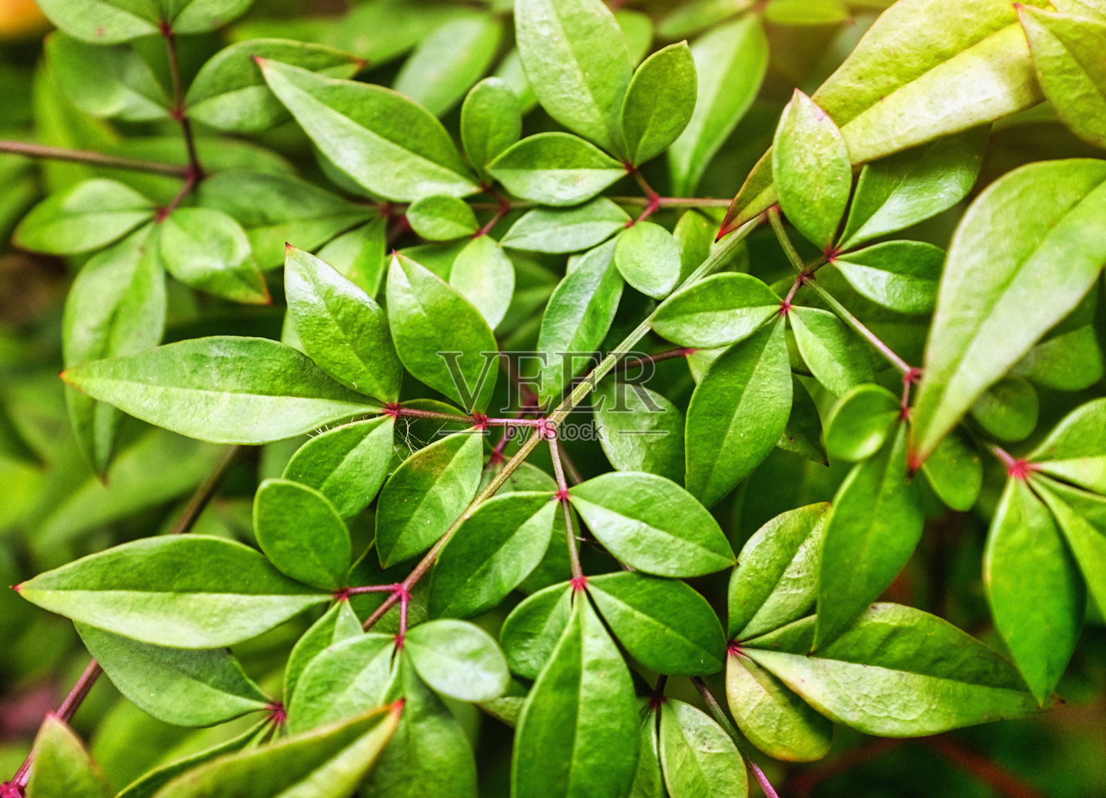 郁郁葱葱，茂密的树叶的特写，使你的副本一个美丽的自然背景照片摄影图片