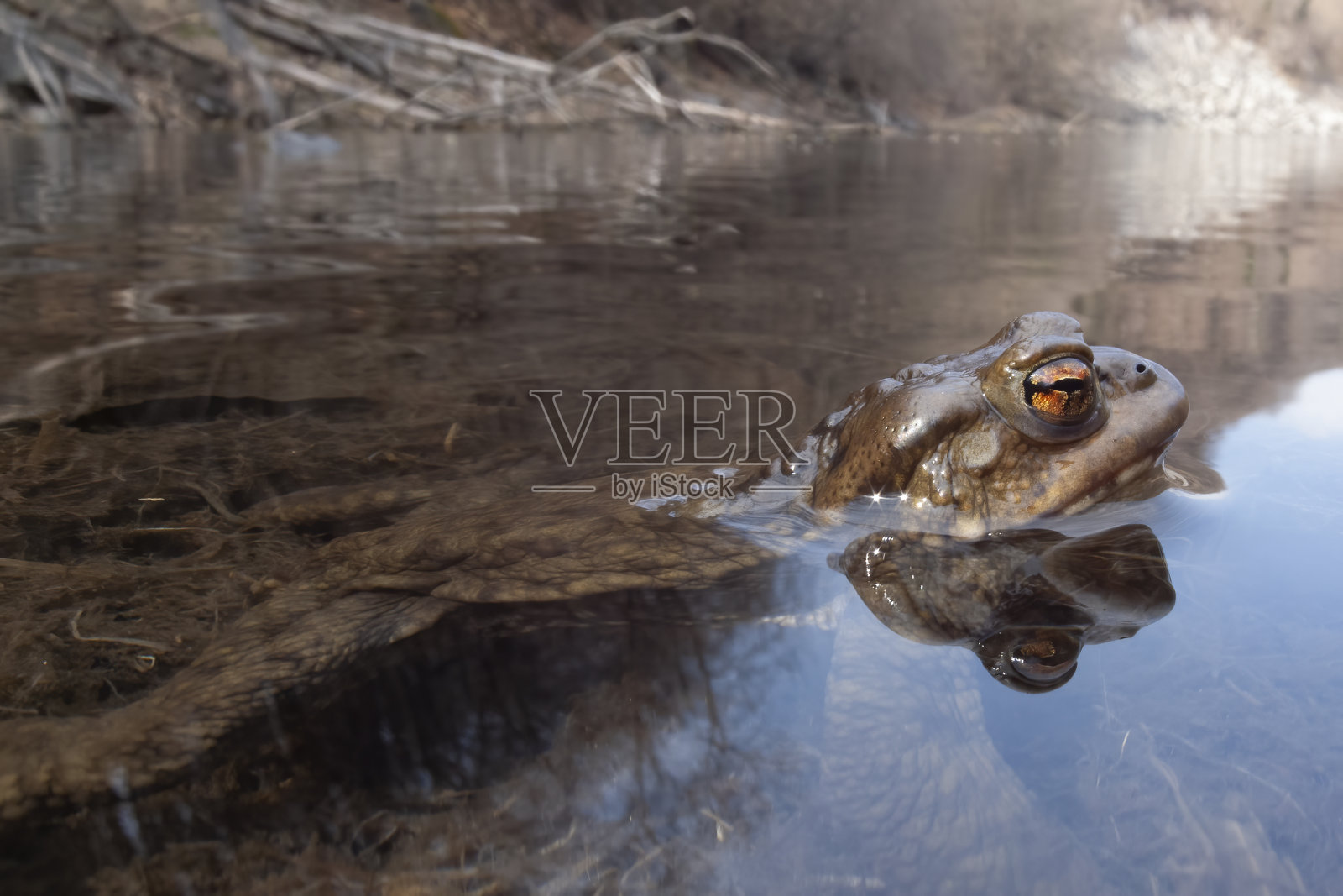 水中蟾蜍照片摄影图片