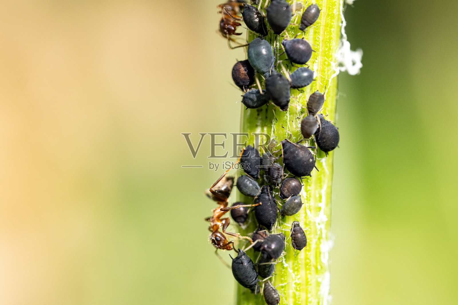 植物茎上蚂蚁与虱子共生关系的特写照片摄影图片
