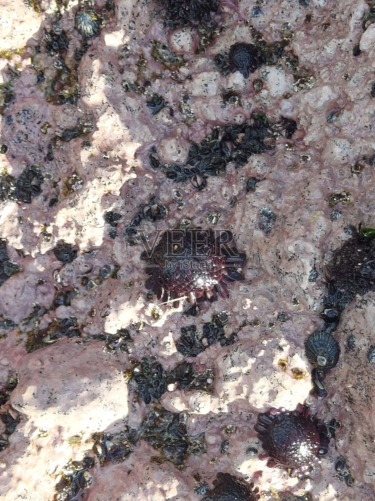 大岛照片摄影图片