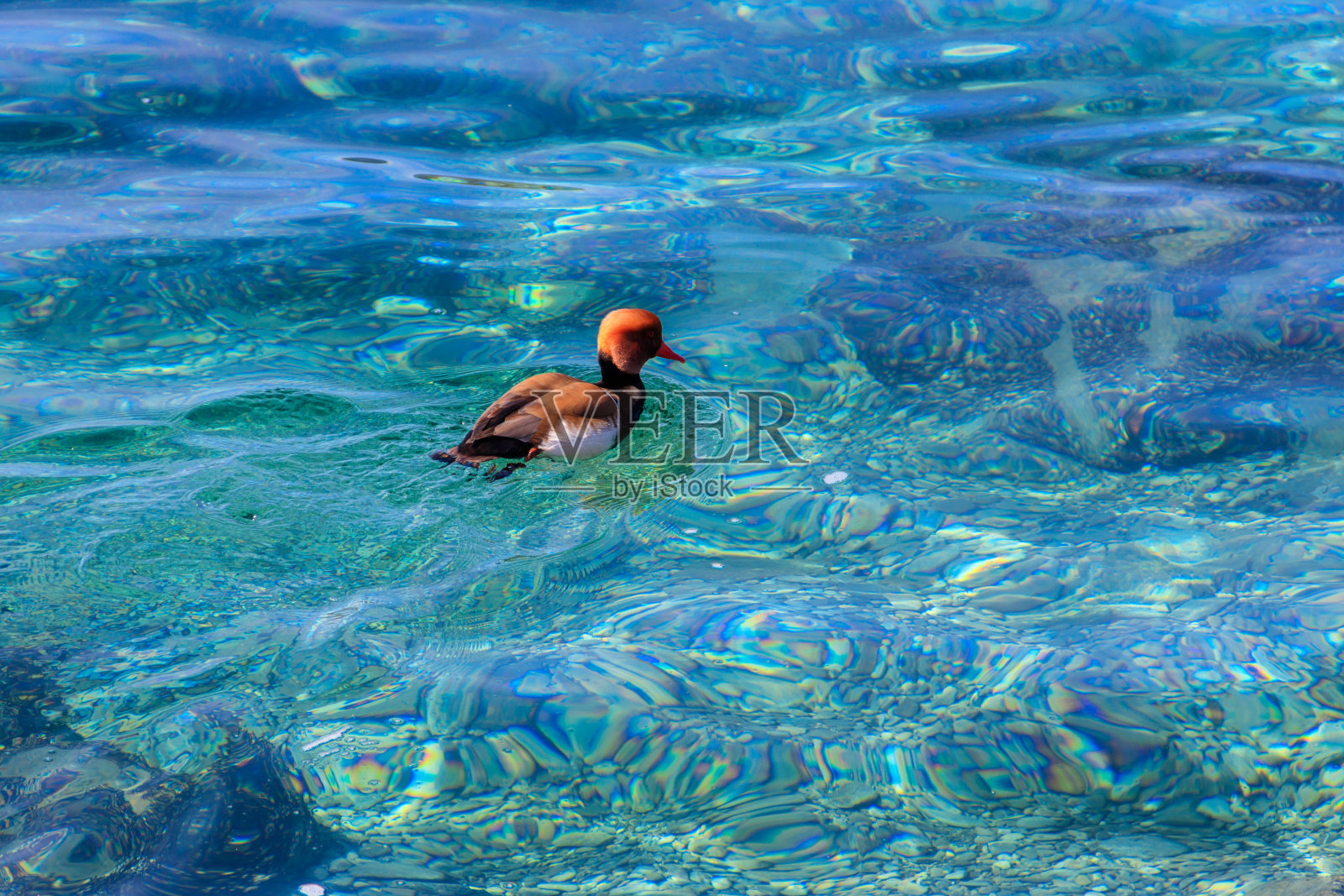 红冠潜鸭(Netta rufina)在湖中游泳照片摄影图片