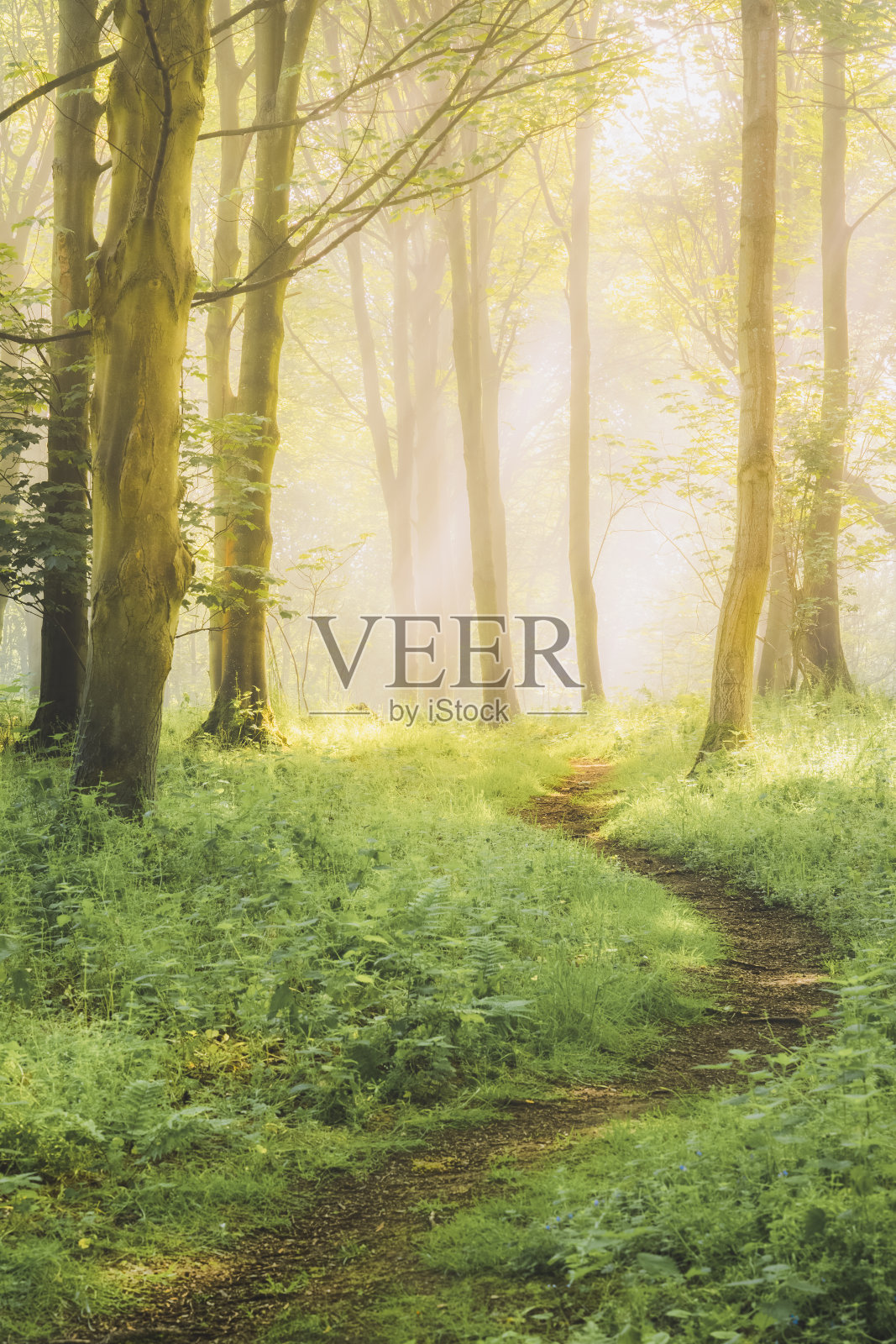 阿伯多·伍兹，法夫照片摄影图片