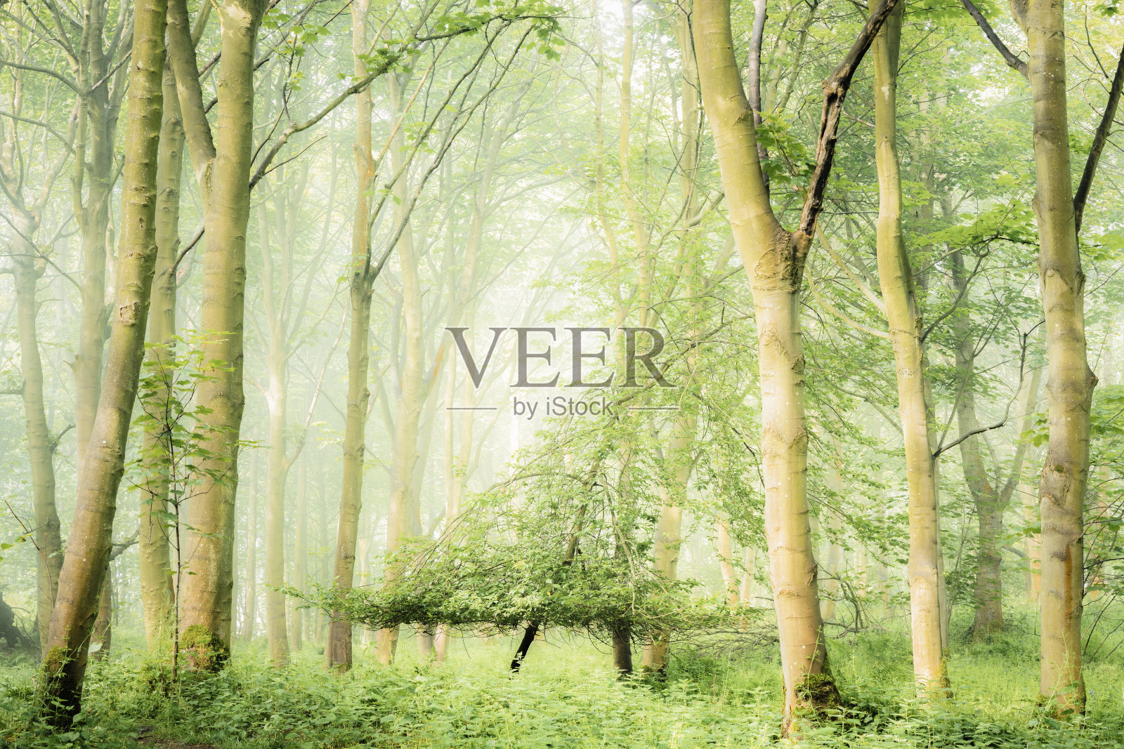 阿伯多·伍兹，法夫照片摄影图片