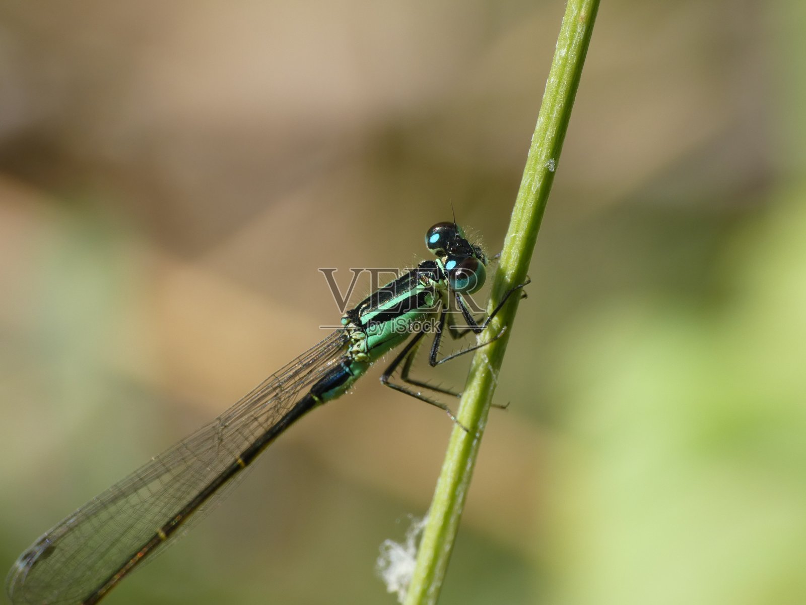 一只蜻蜓在自然界绿色植物茎上的特写照片摄影图片